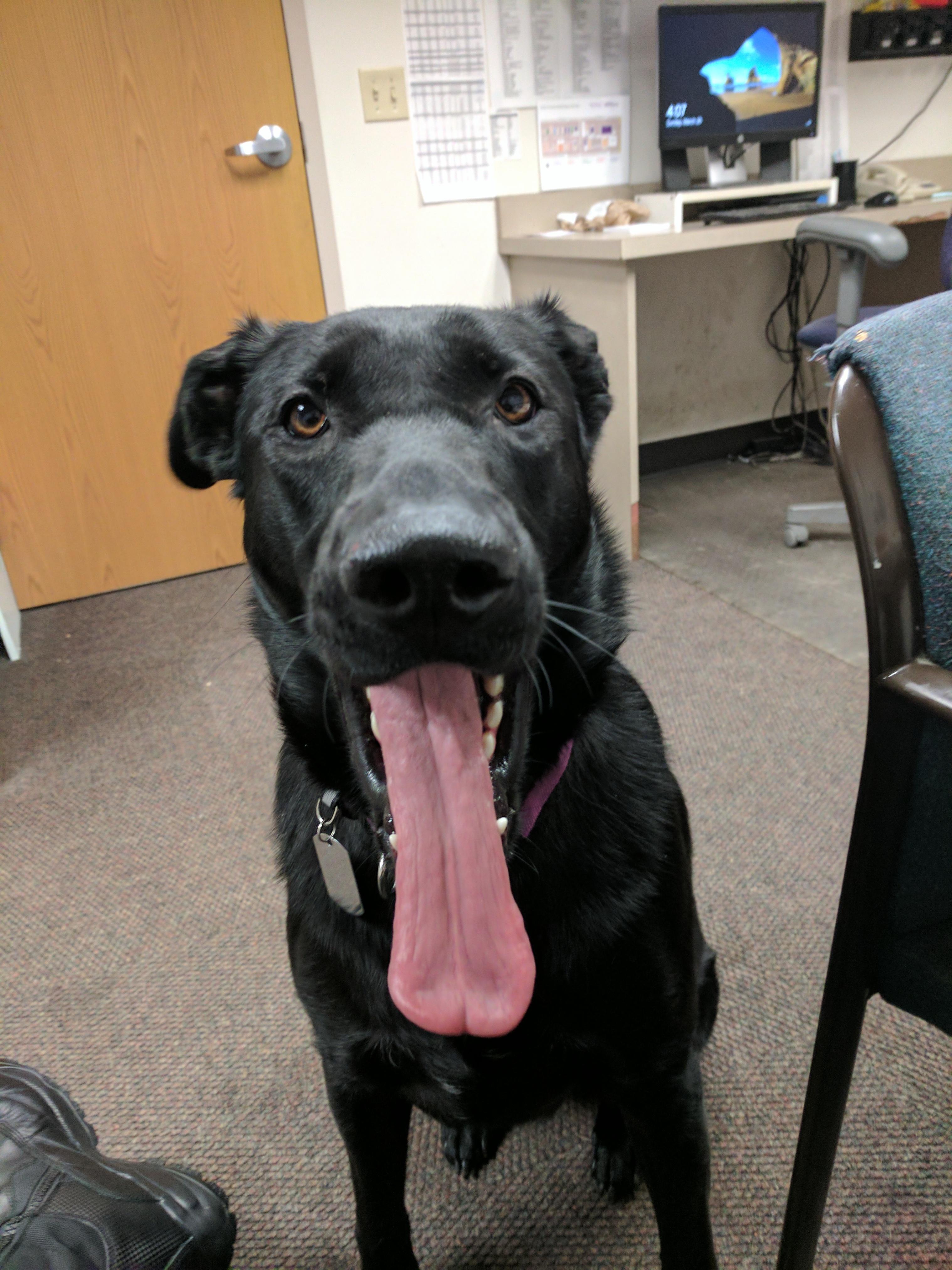 PsBattle Dog with an extremely long tongue