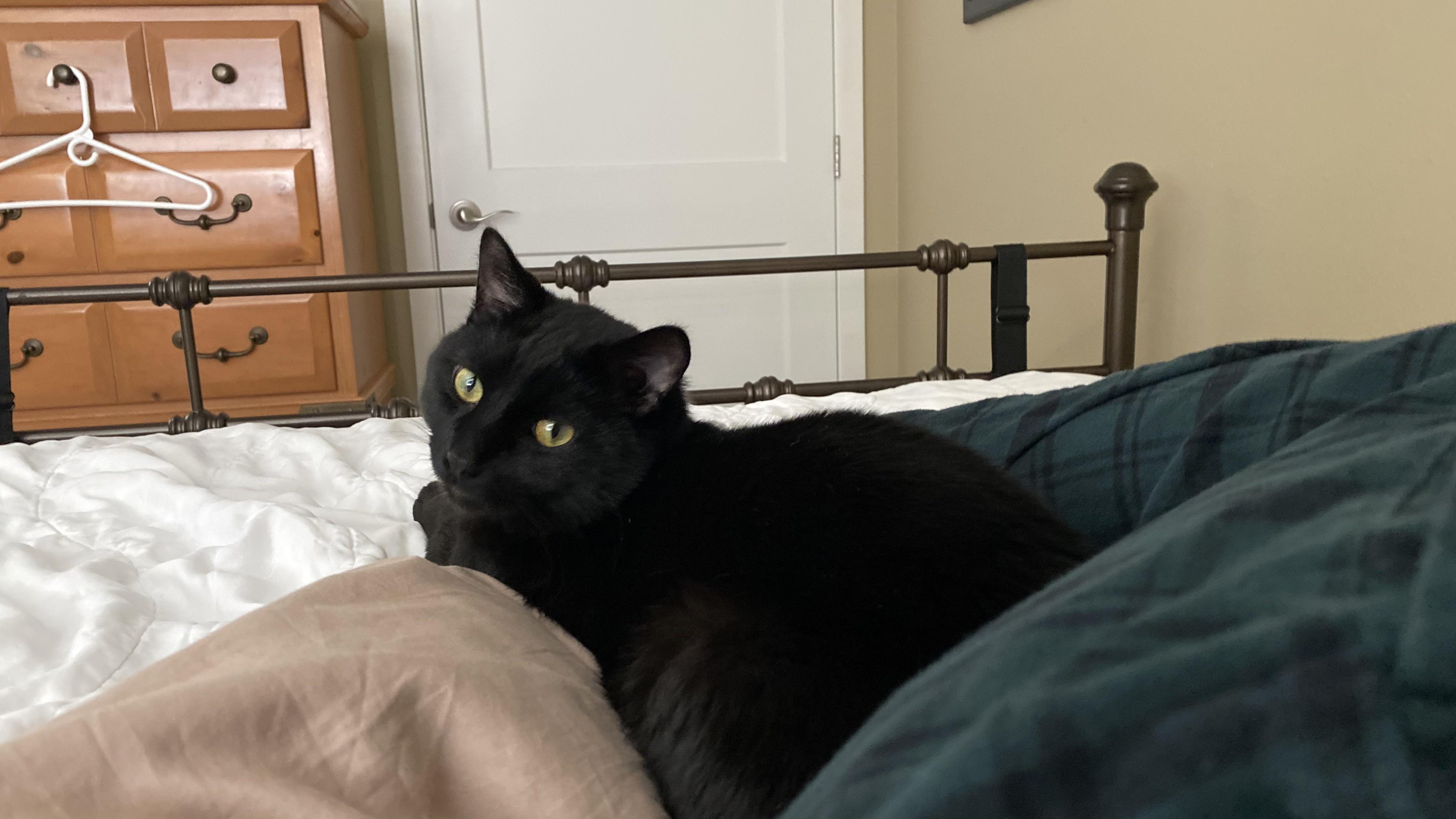 Jonesy says black cat lives matter too. Go out and adopt one on this