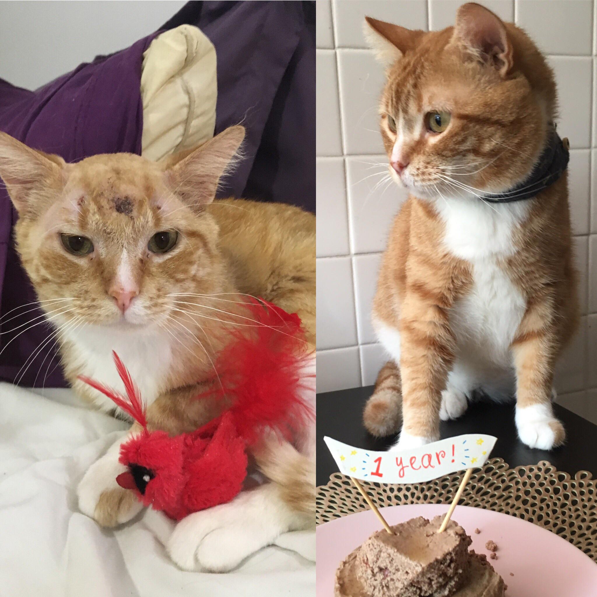 Oliver adopted as a quiet, sick, balding cat from the