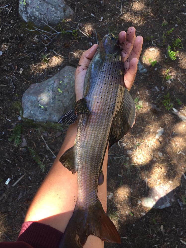 Utah Arctic Grayling r/Fishing