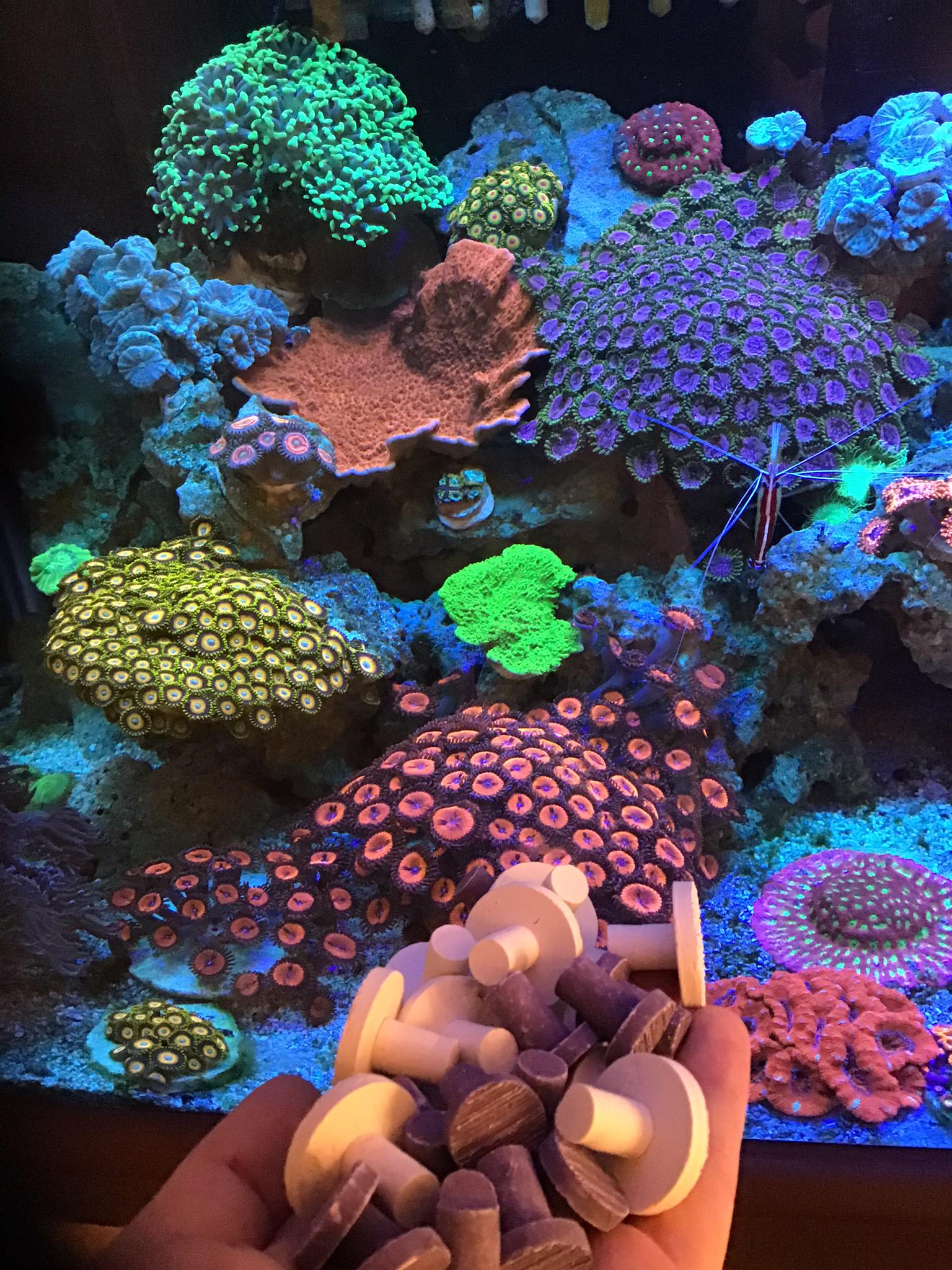 Zoanthids Tank