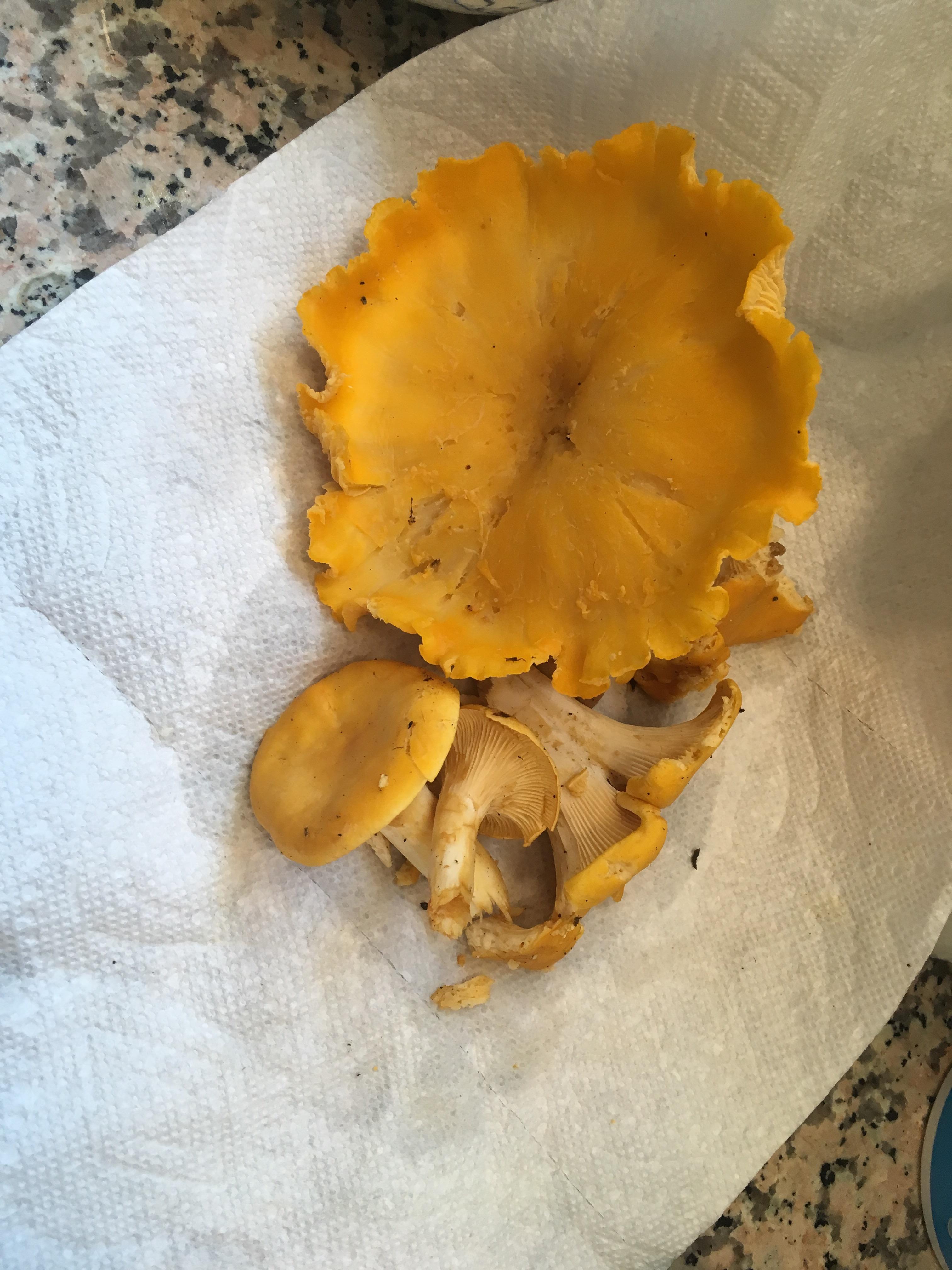 Wild chanterelles from the woods! NE Connecticut r/mycology