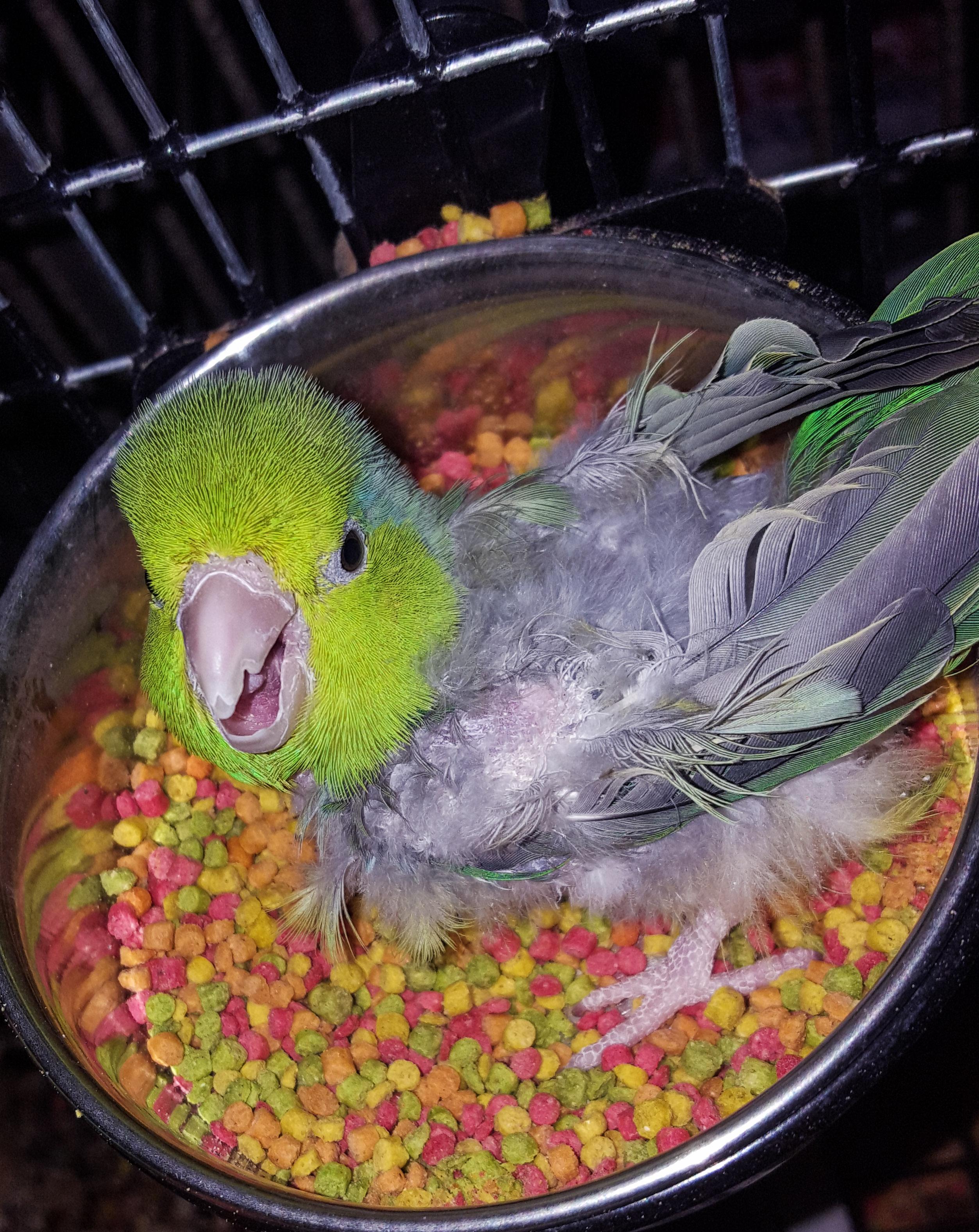 I interrupted "kick all the food out of the bowl then yell about having