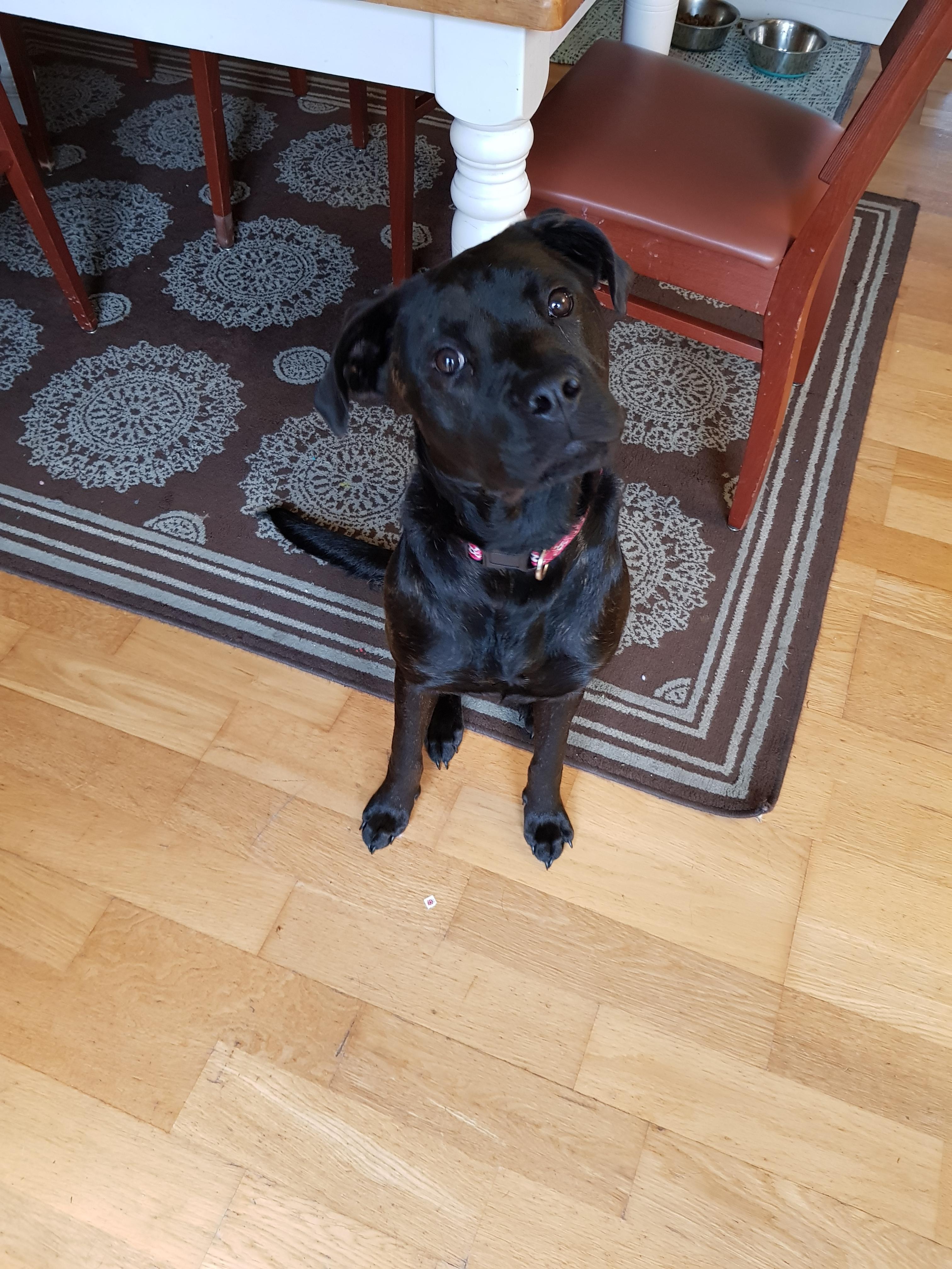 My Cane Corso Boxer Mix aww