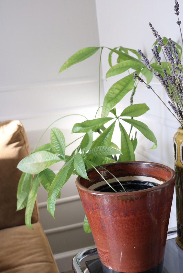 Propagating a cutting from my money tree several months