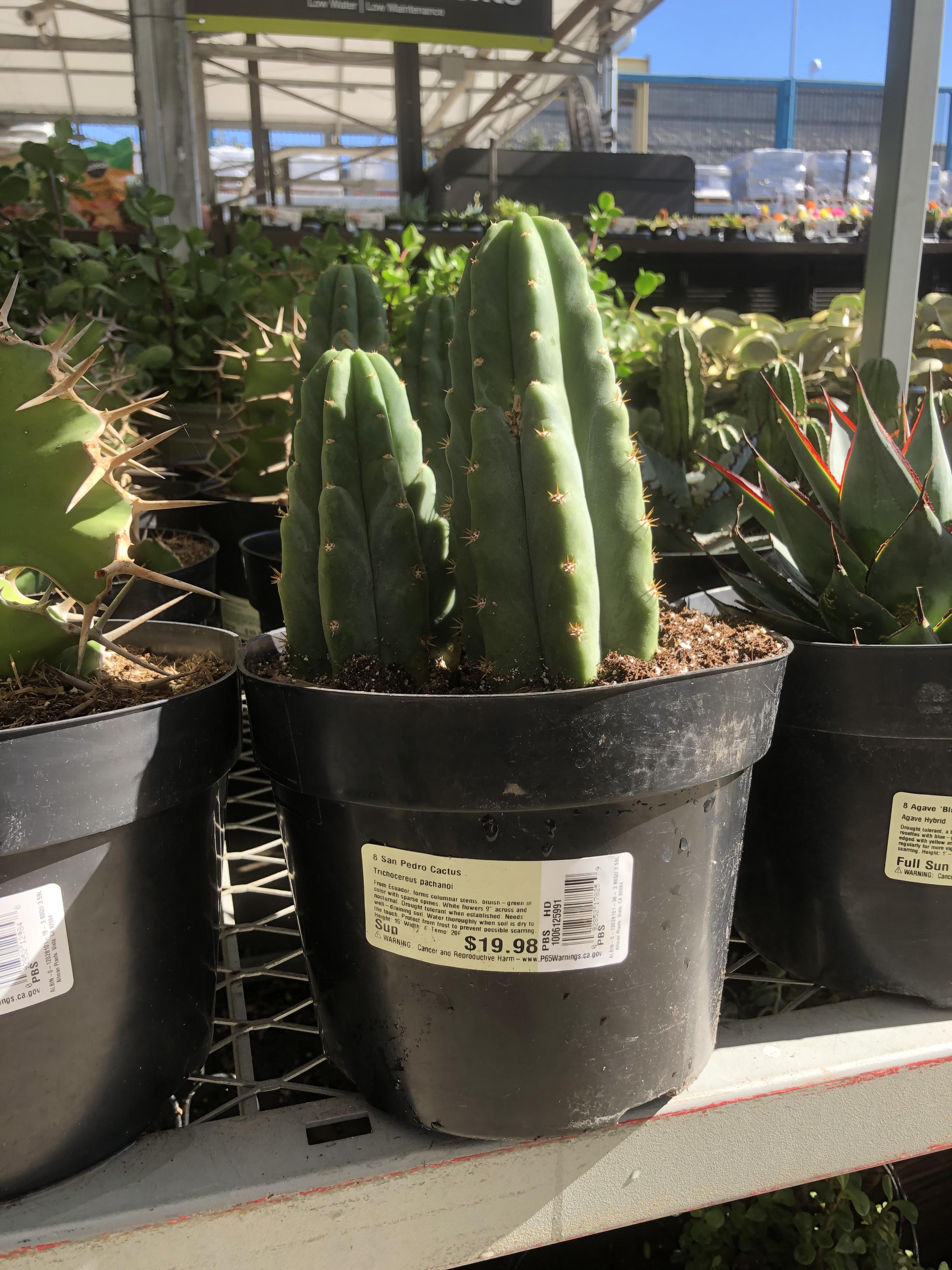 Home Depot, Emeryville r/sanpedrocactus