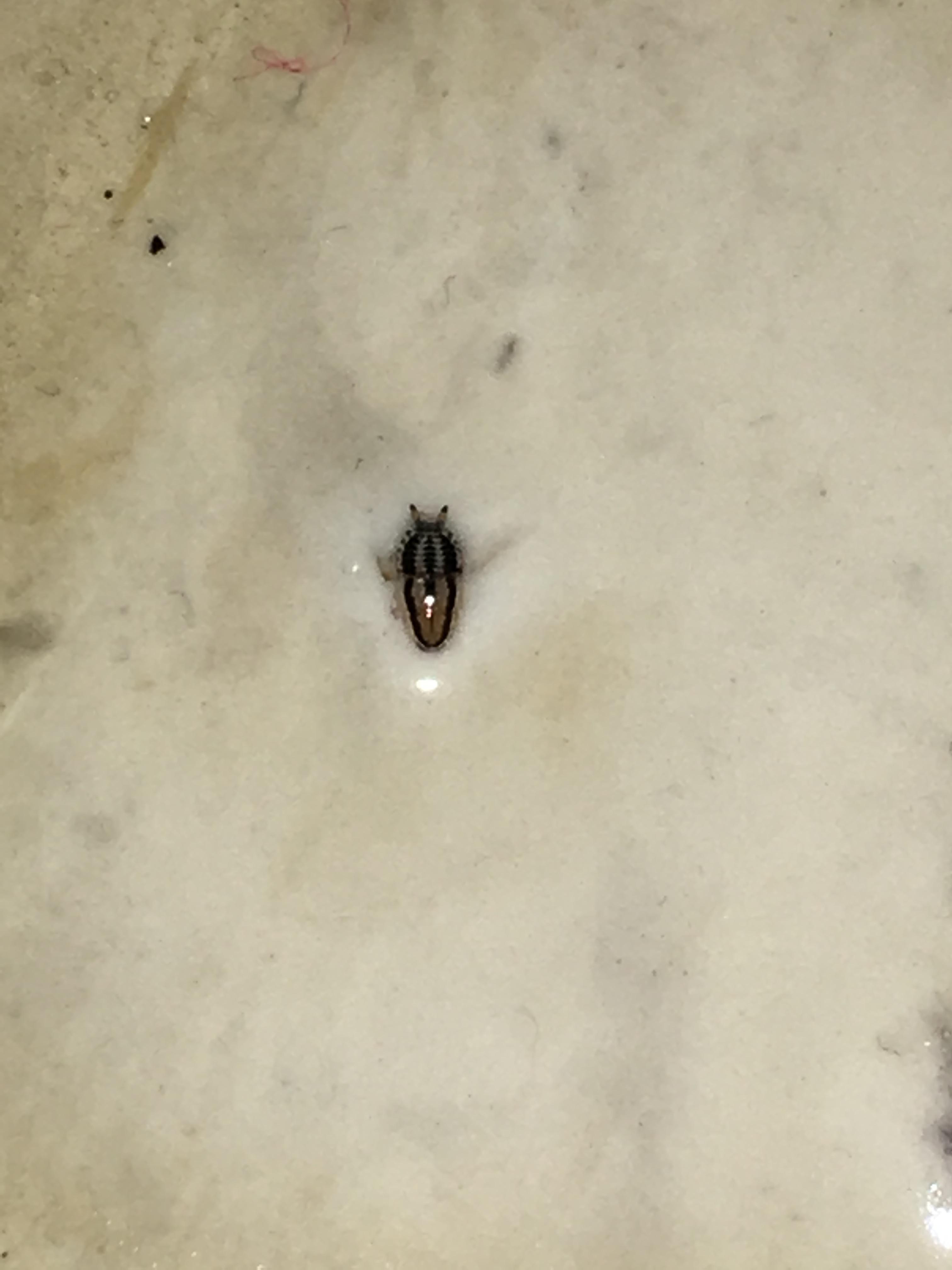 [Bay Area California] Need help identifying this bug! PLEASE