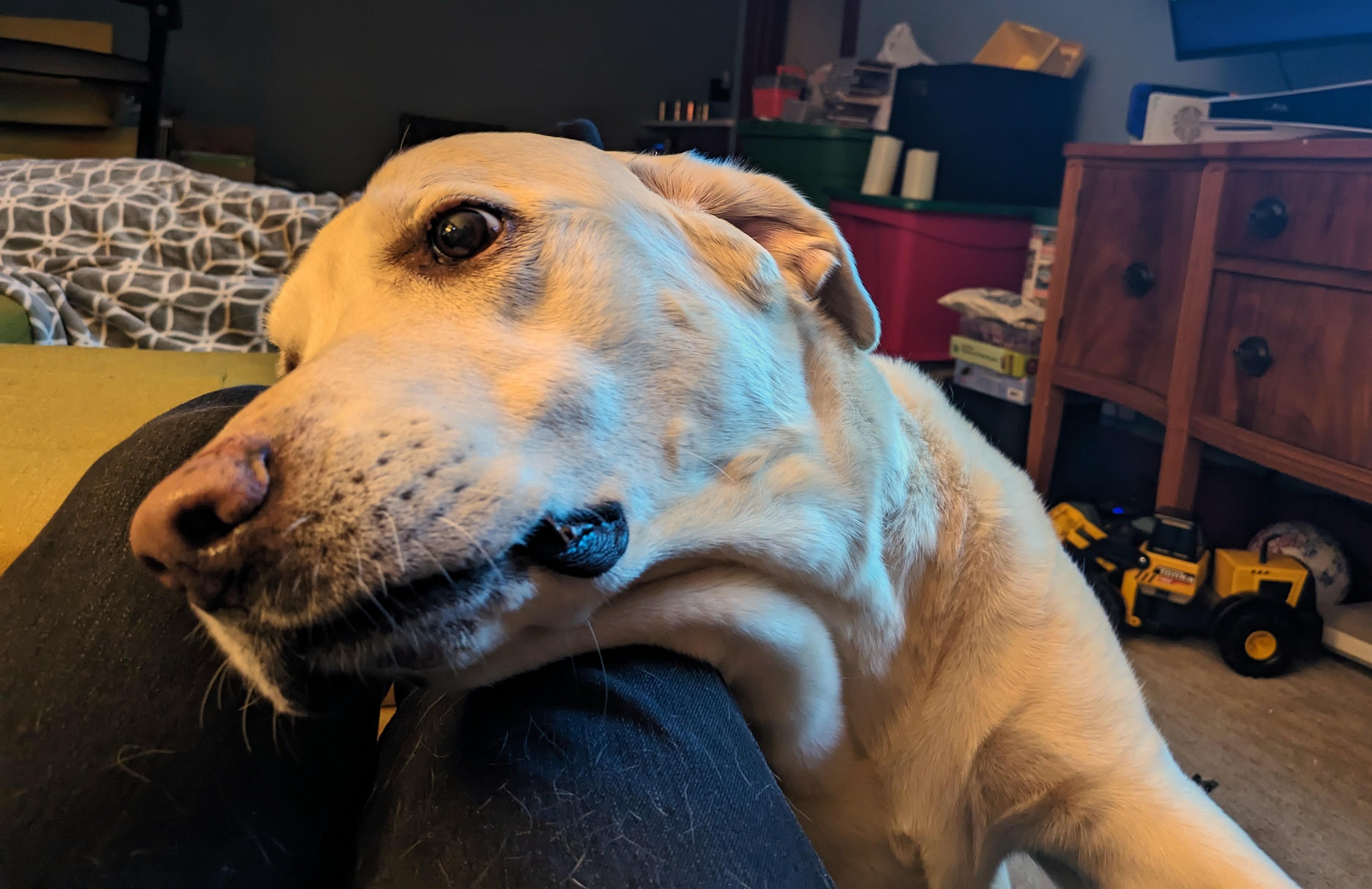 Velcro Dog r/labrador