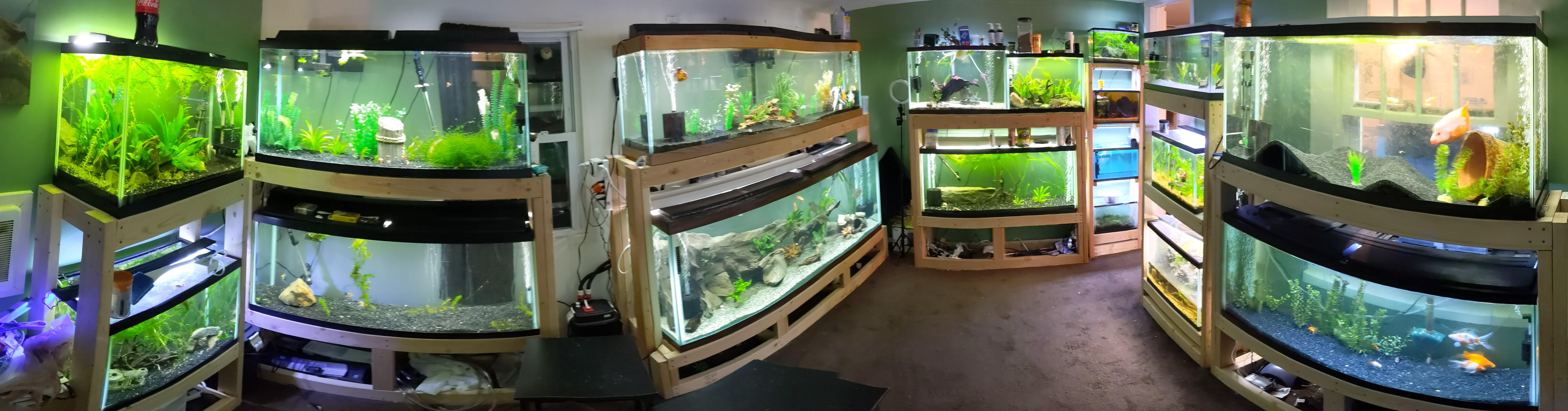 Hi all, new to Reddit, here's my fish room. r/Aquariums