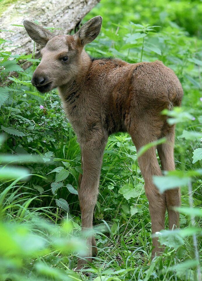 This baby moose is adorable r/aww