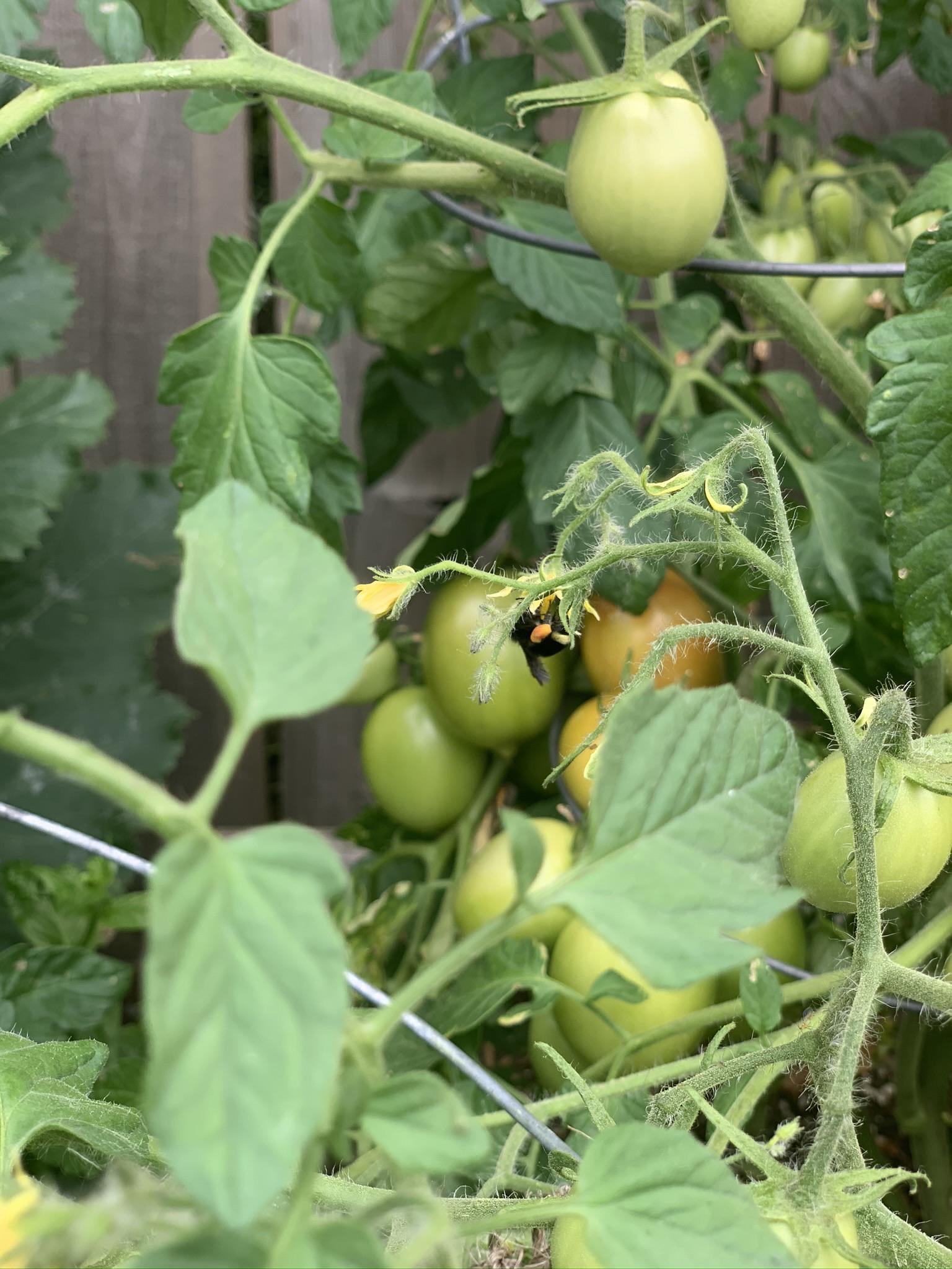 First year growing vegetables from seeds rather than starts and the