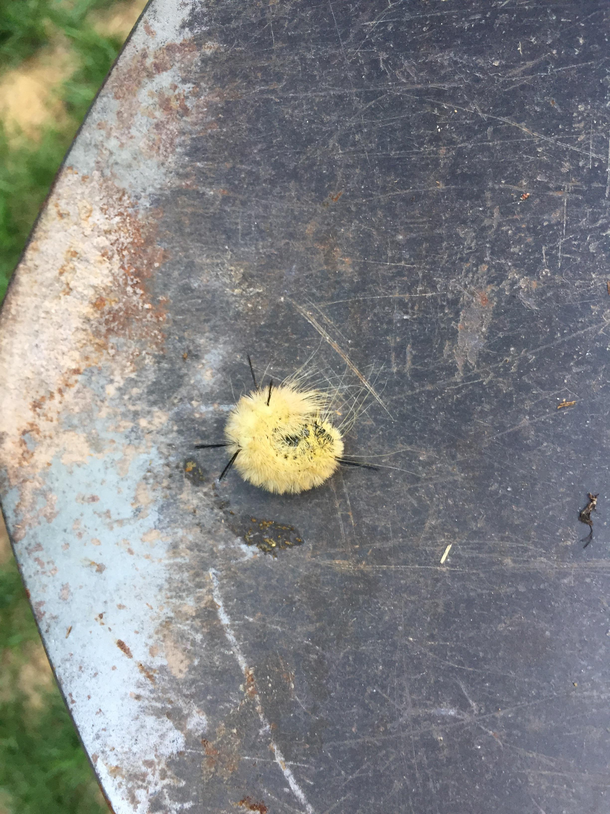 Yellow fuzzy caterpillar with black spikes found in yard in Upper