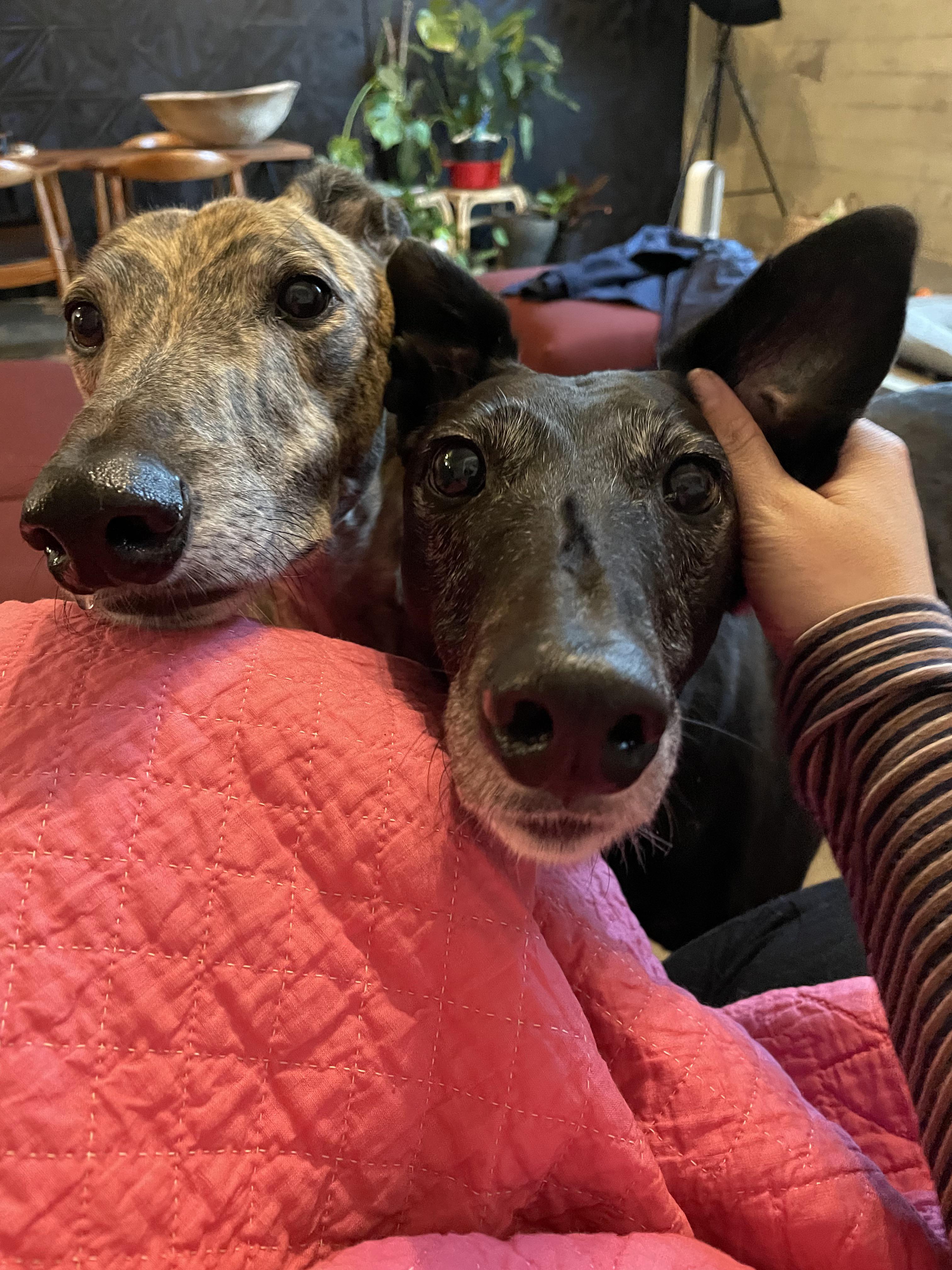 Double Velcro r/Greyhounds