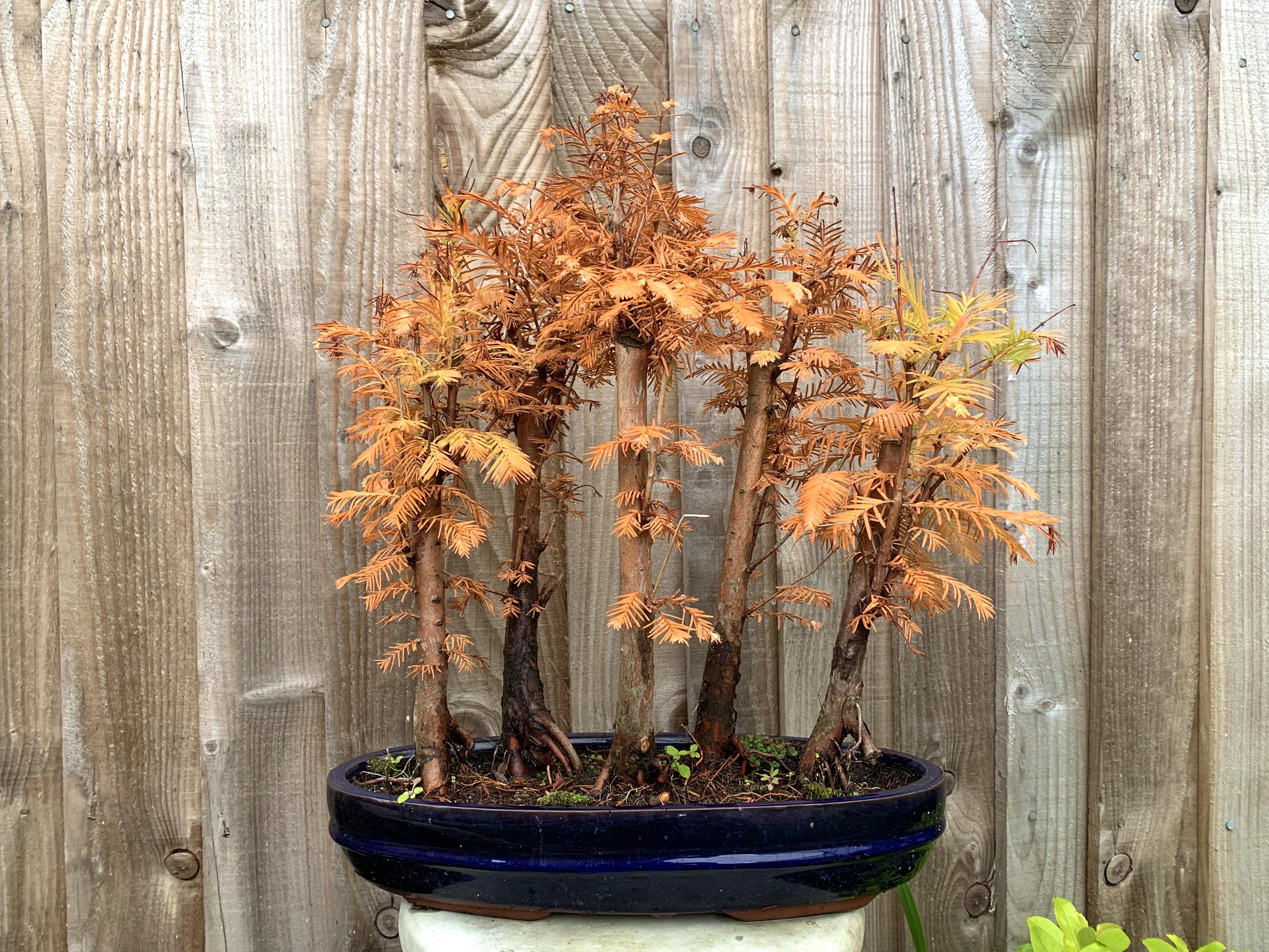 I love my Dawn redwoods in the fall. Cheap and fast growing so a good