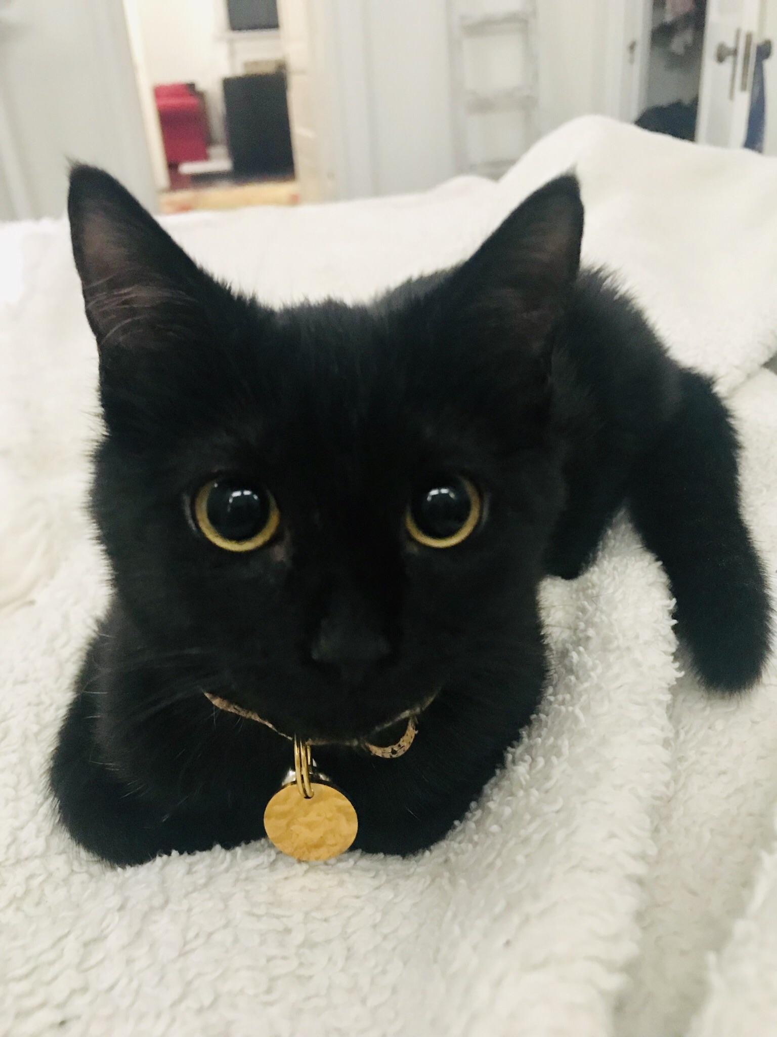 Evie cat serving up her best Disney eyes. r/blackcats
