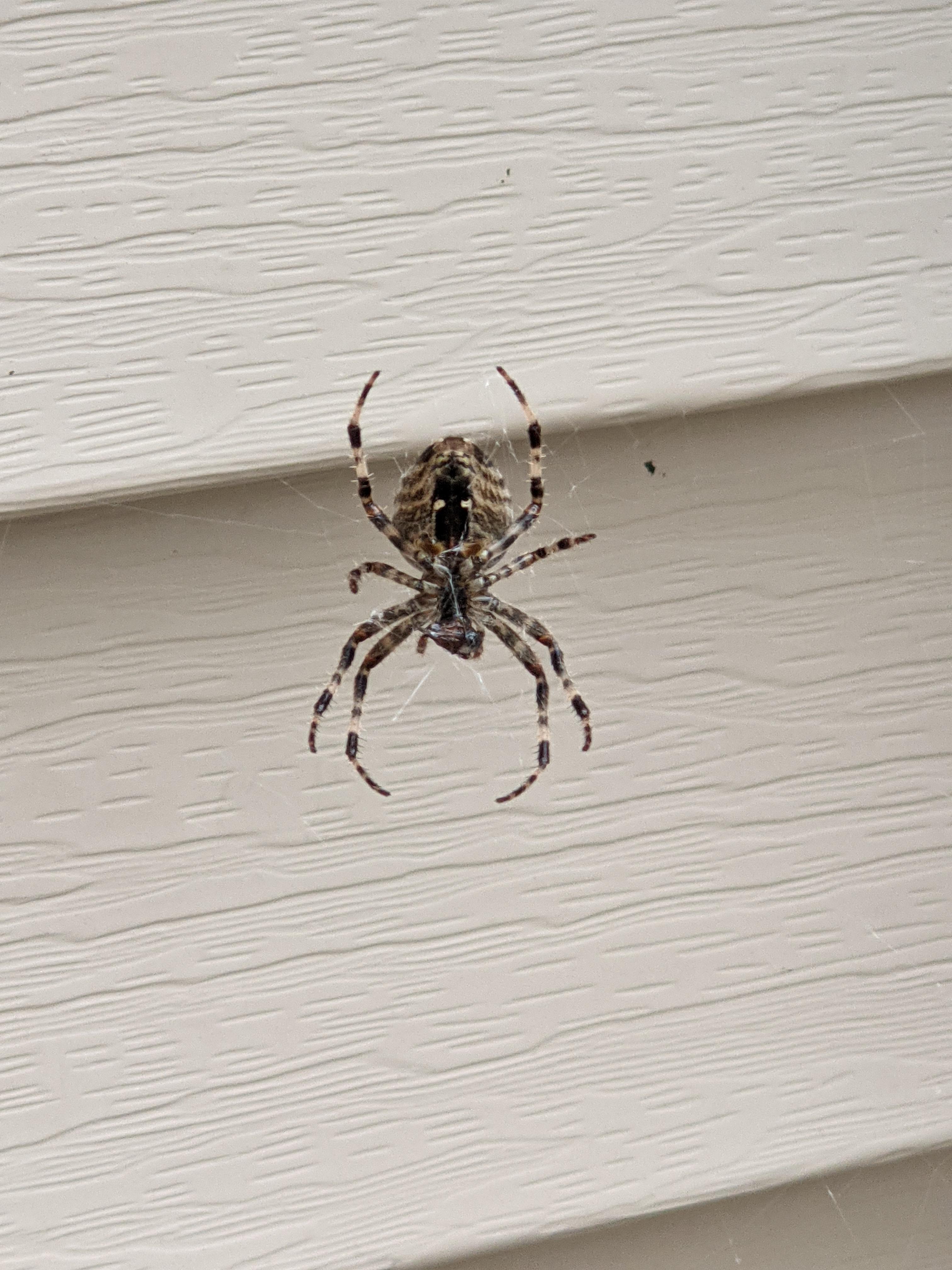 Help identify! 2 inch (1.5 probably) spider in large web. New Hampshire