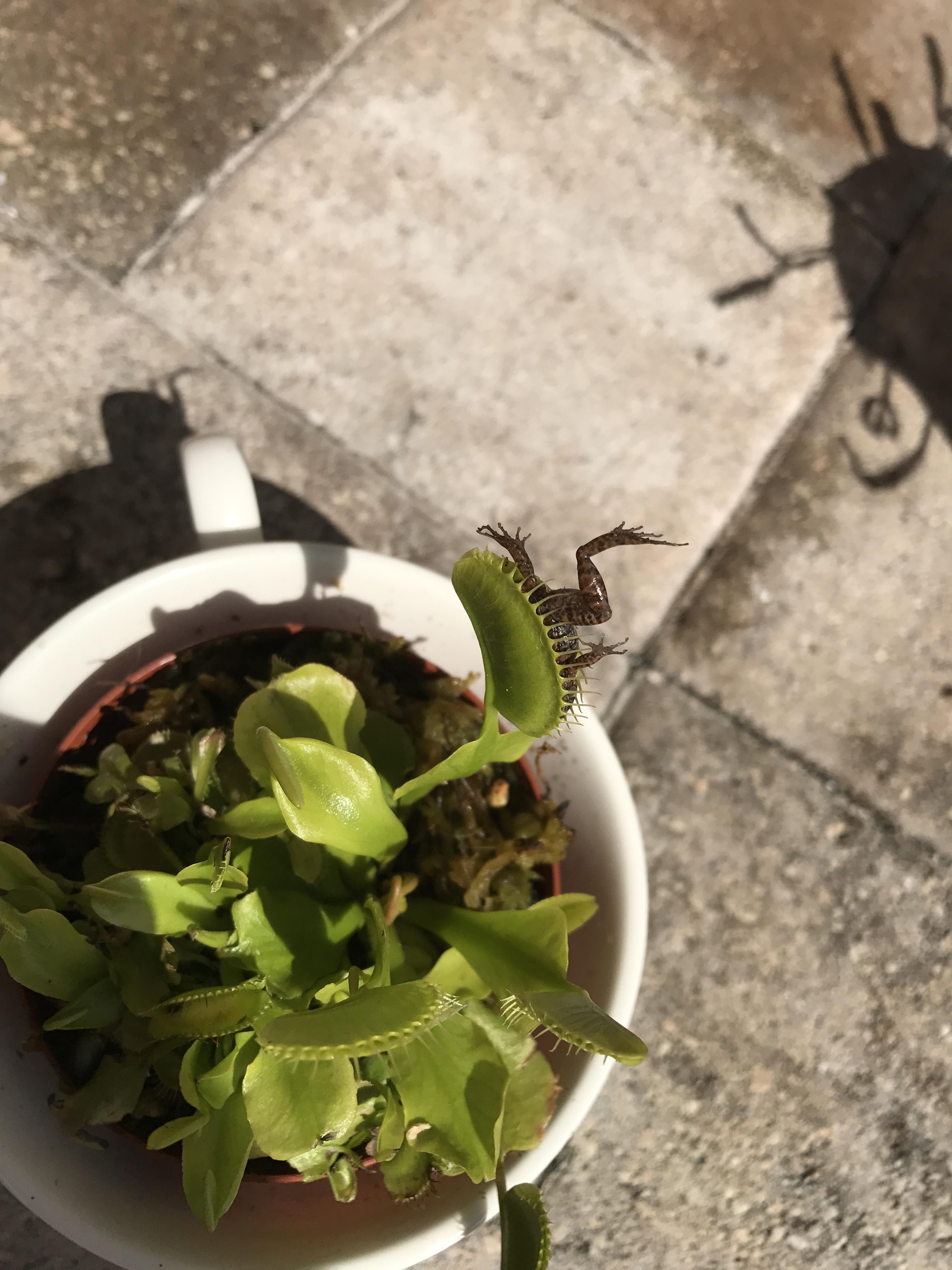 My Venus Flytrap caught a frog r/mildlyinteresting