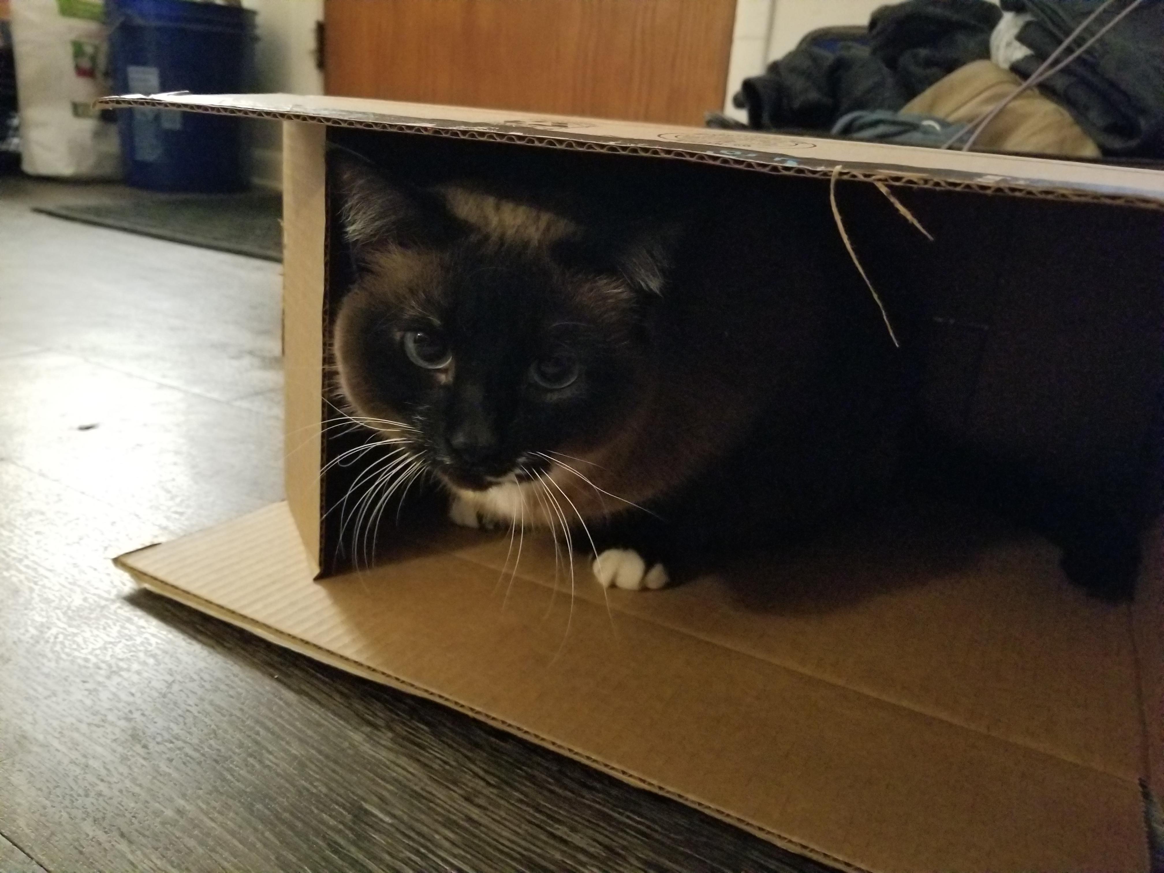 Amazon Prime cat TheCatTrapIsWorking