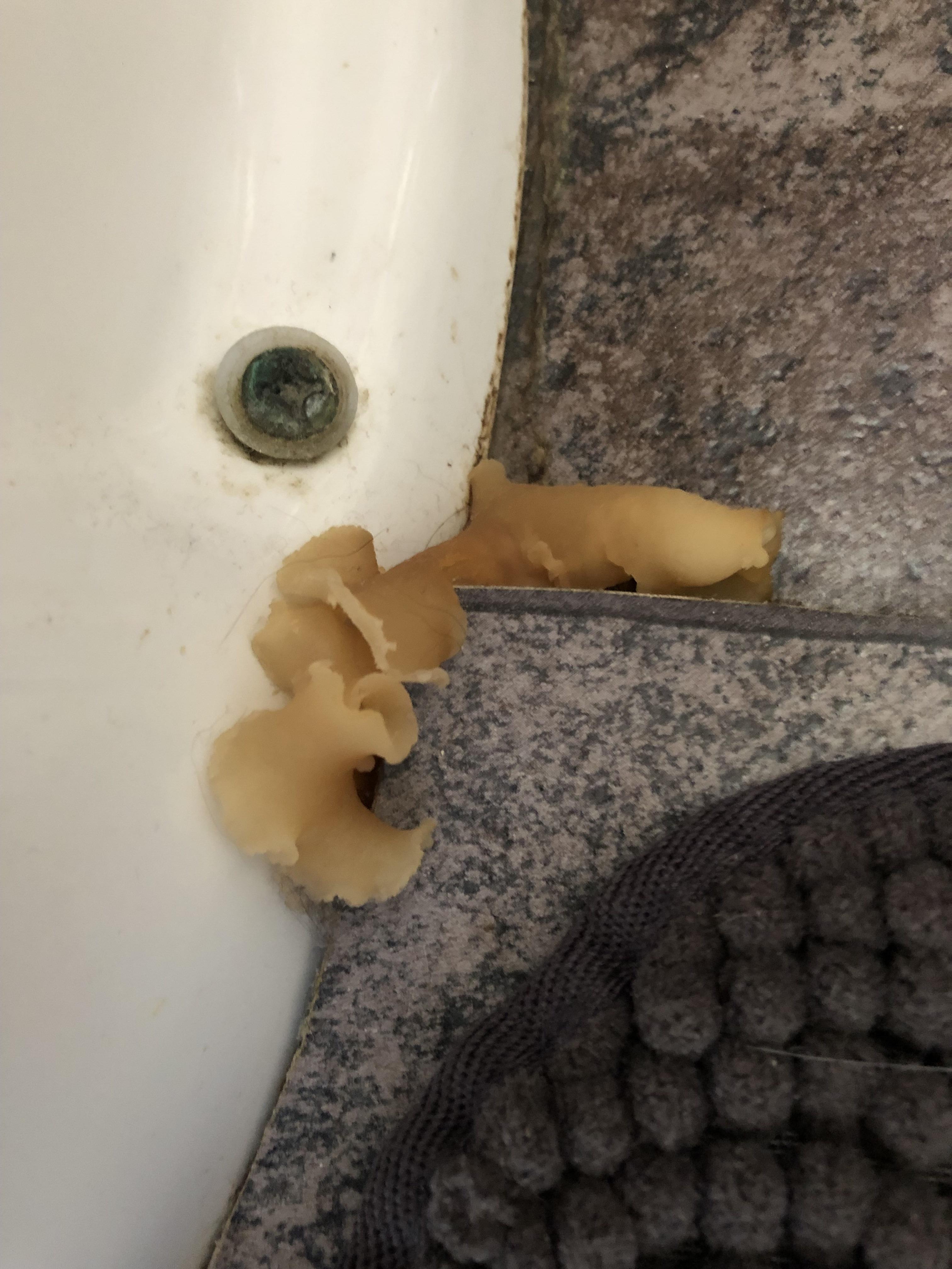 What is this weird rubbery stuff growing out from underneath this