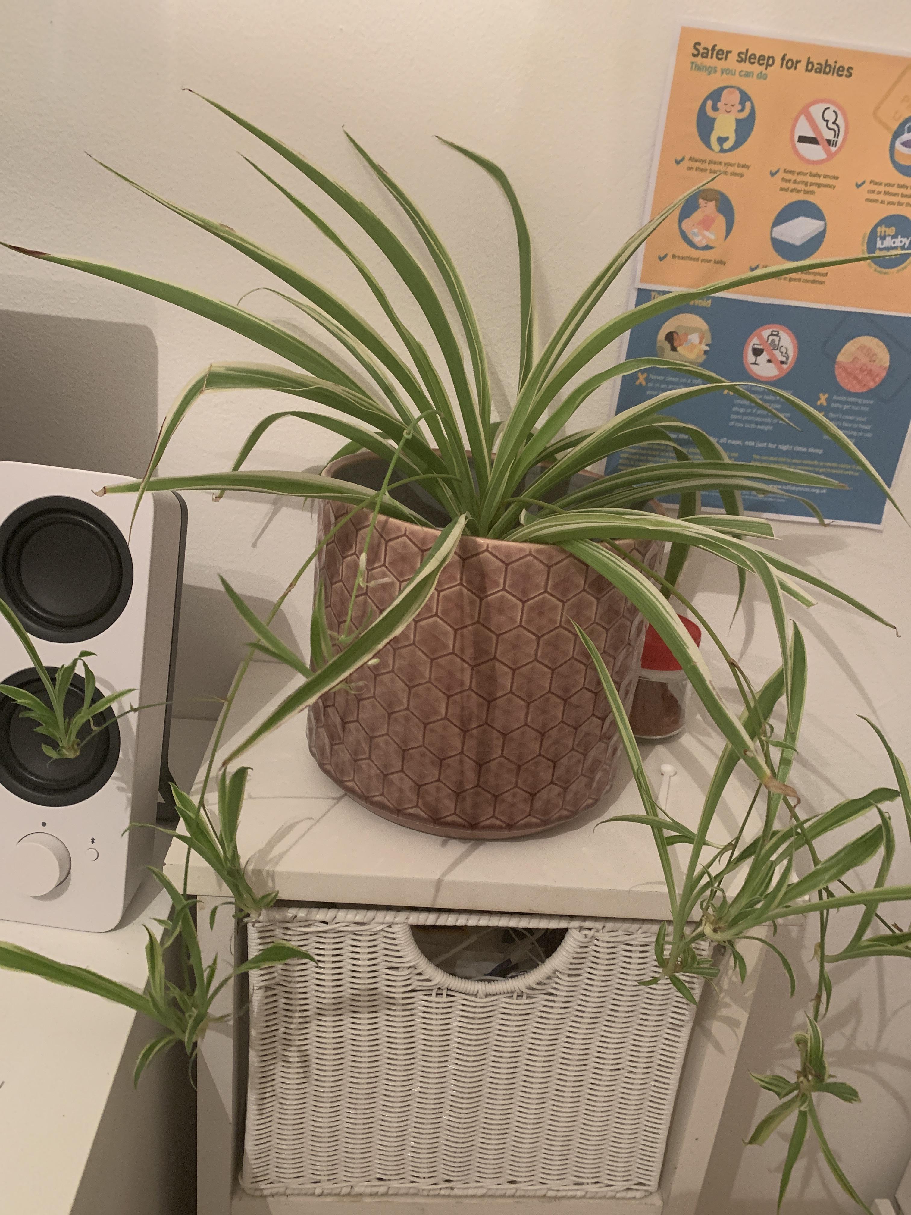 Can spider plants be put in a hamster enclosure? r/hamsters