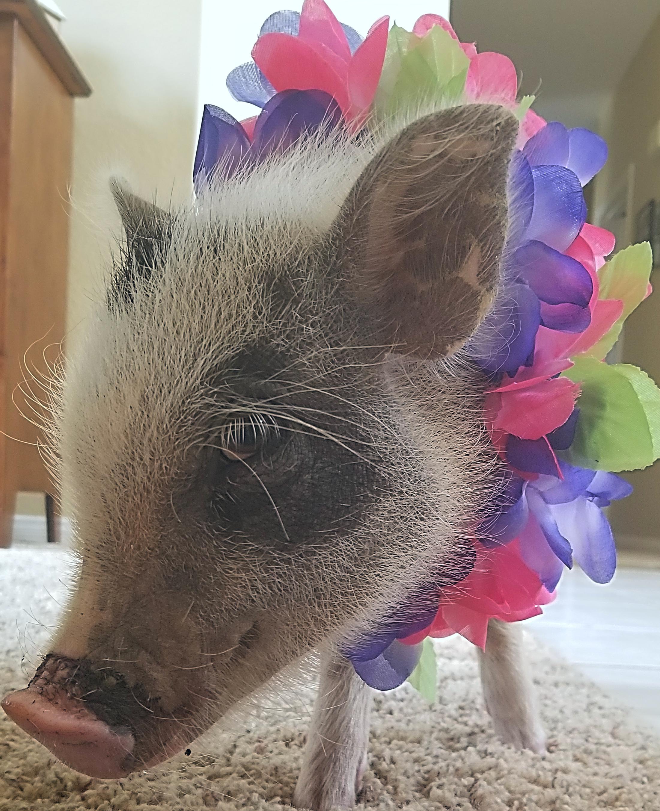 1042 best r/pigs images on Pholder Advice on transporting a very