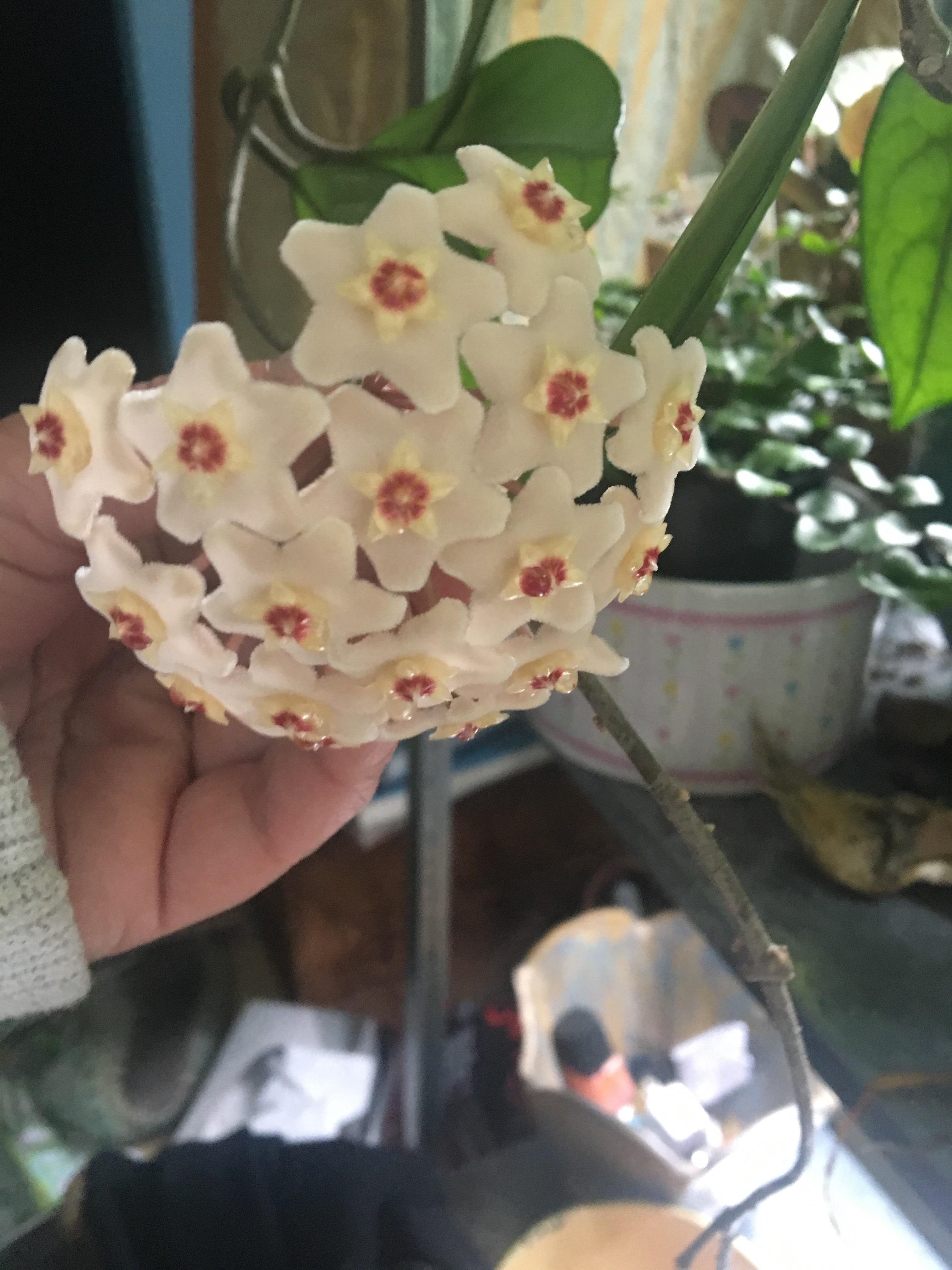 I love the smell of my hoya’s blooms r/hoyas