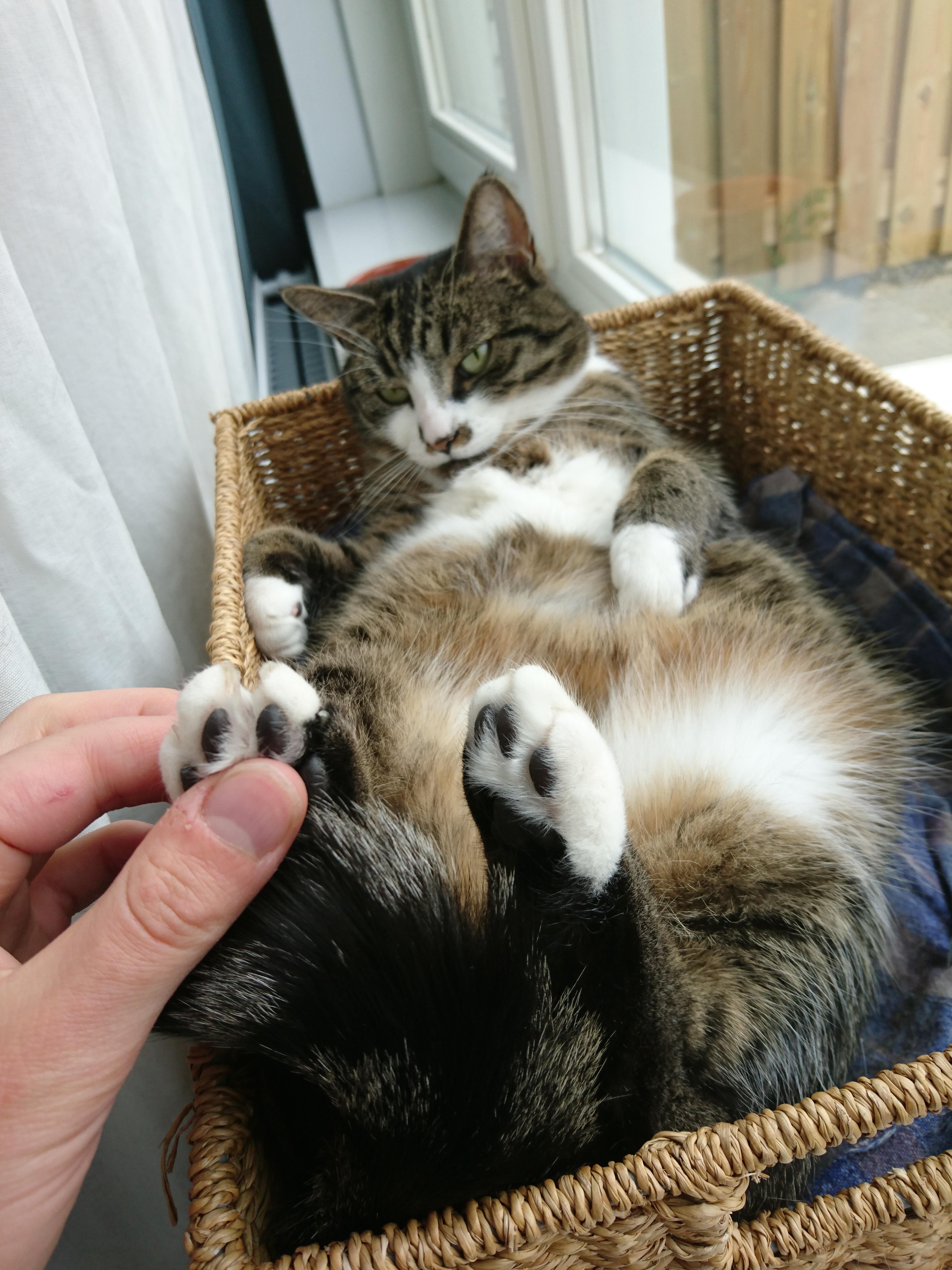 Paw massage (also called "playing with fire") r/cat