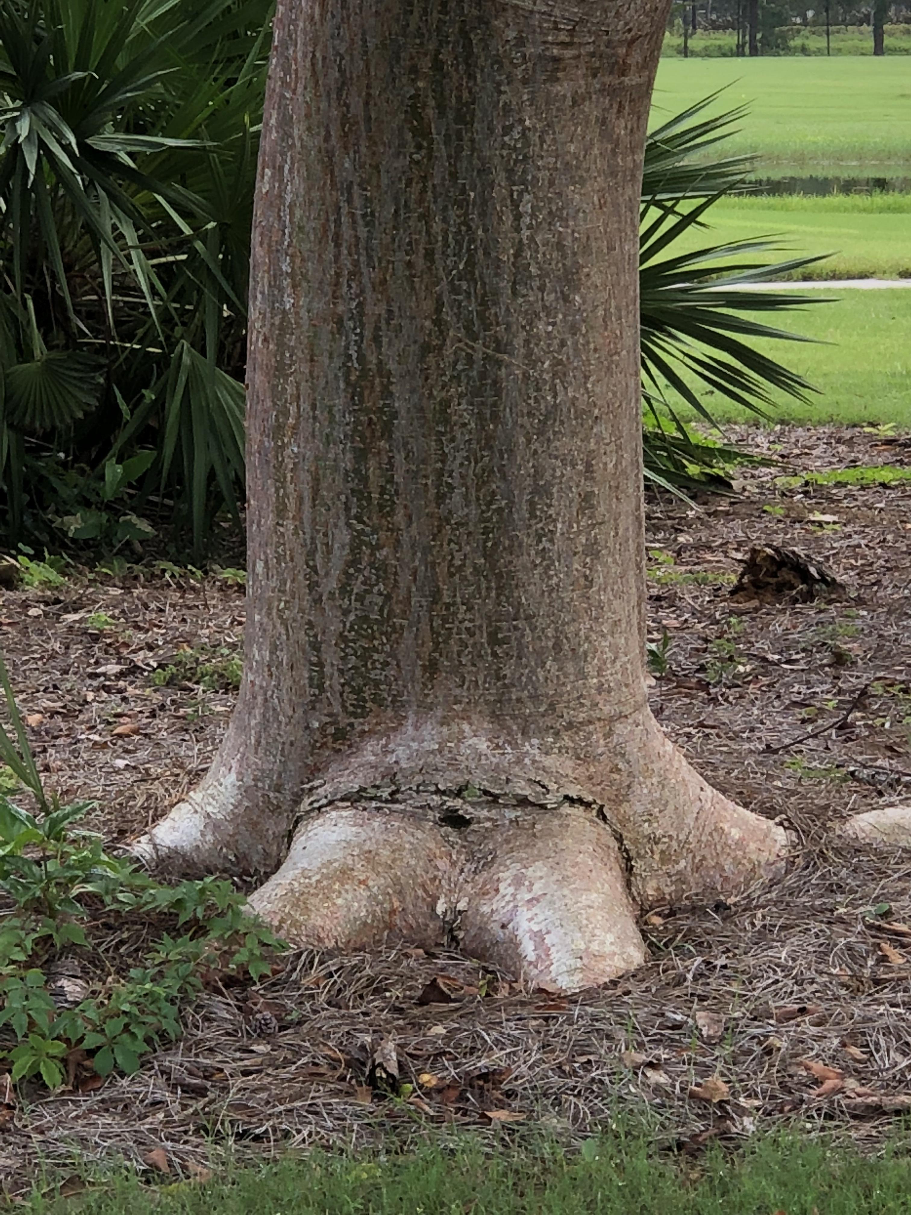 A tree trunk that looks like an elephant leg. r/mildlyinteresting