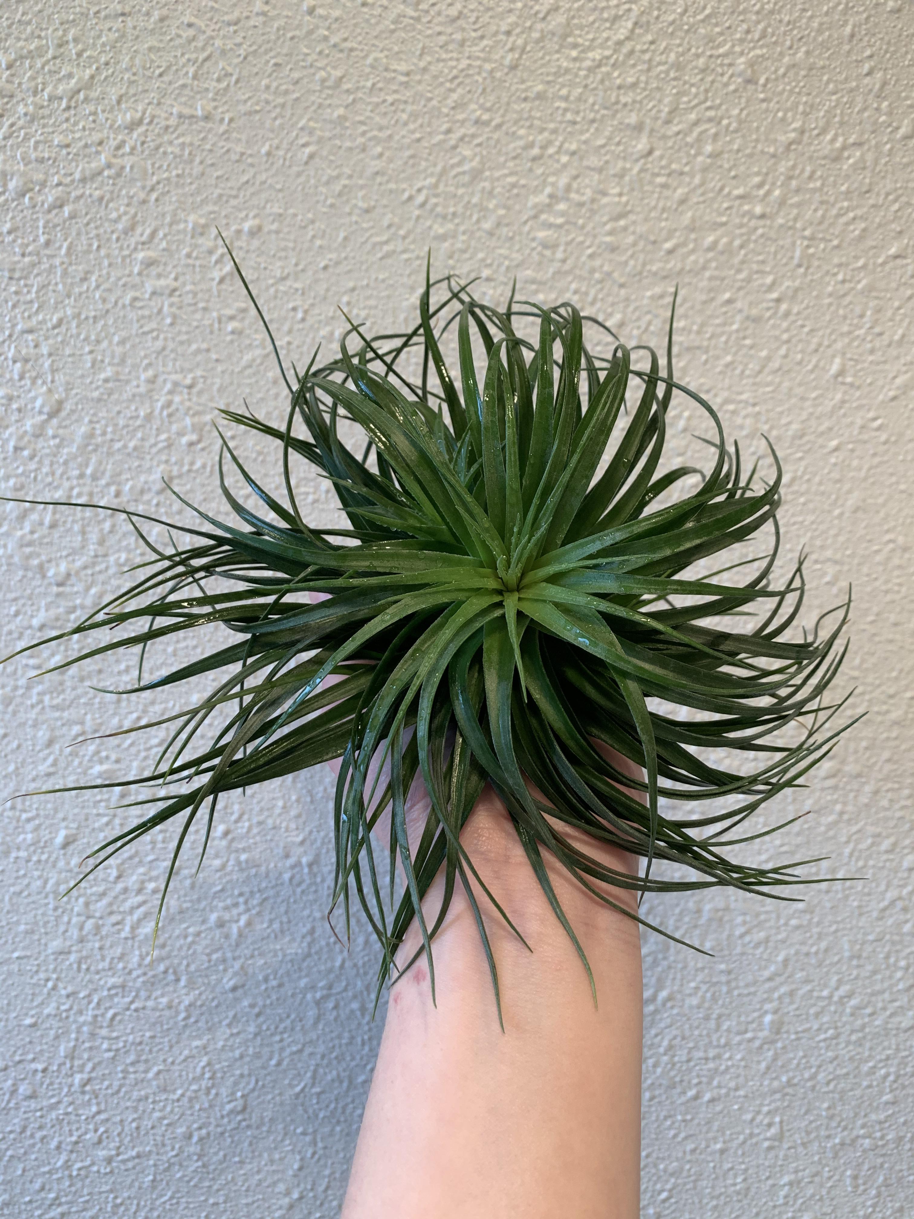 Beautiful Stricta I got from Air Plant Hub, so happy with