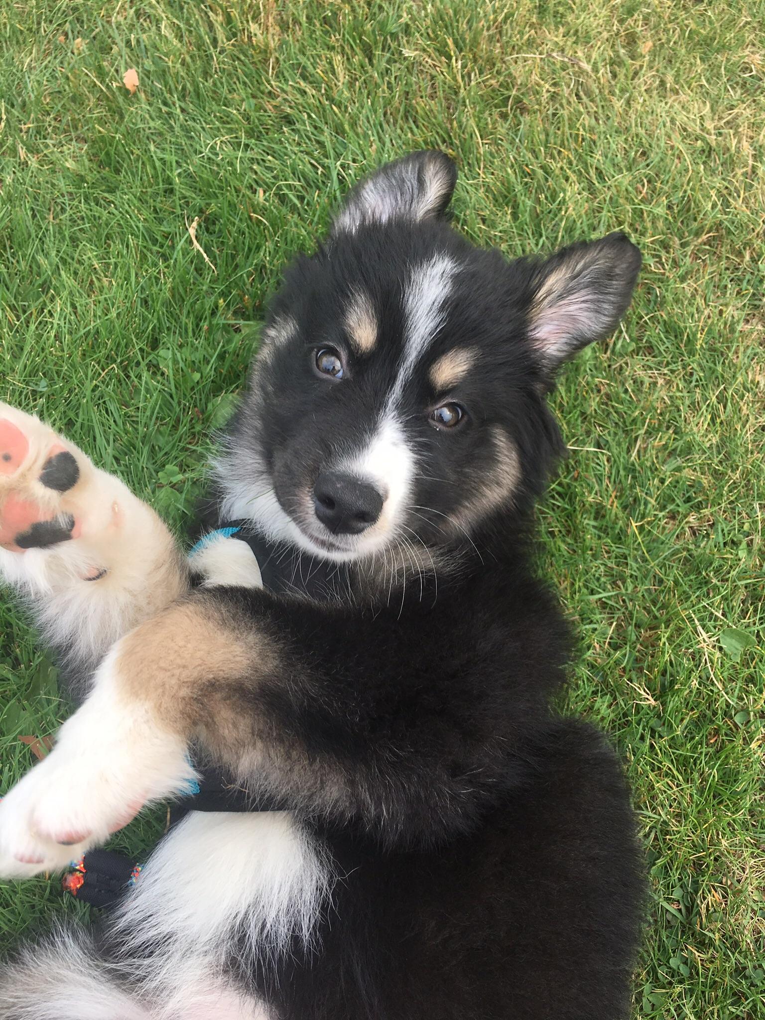 Hamlet, Aussie Husky mix at 10 weeks aww