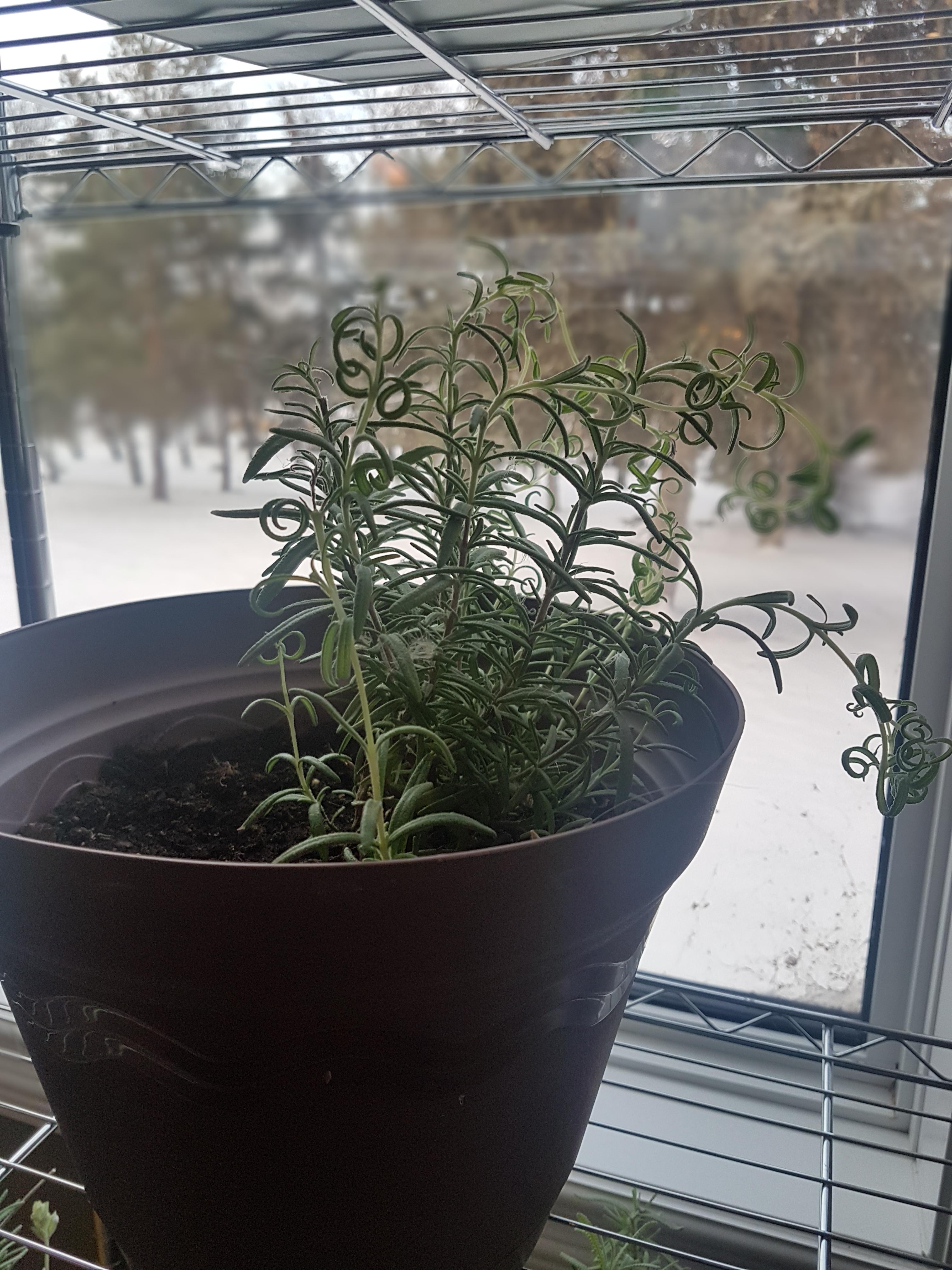 Can someone tell me what it means if my Rosemary leaves are curling