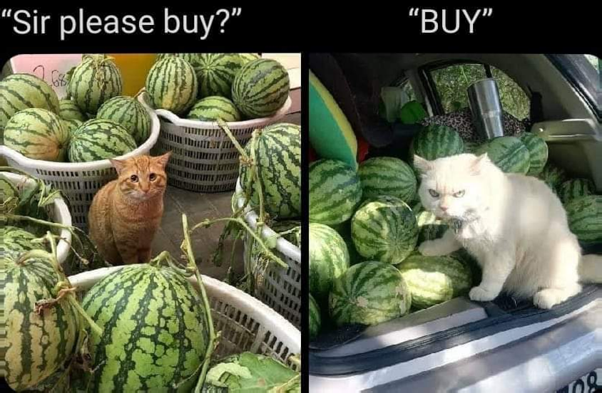 overview for kyrawild