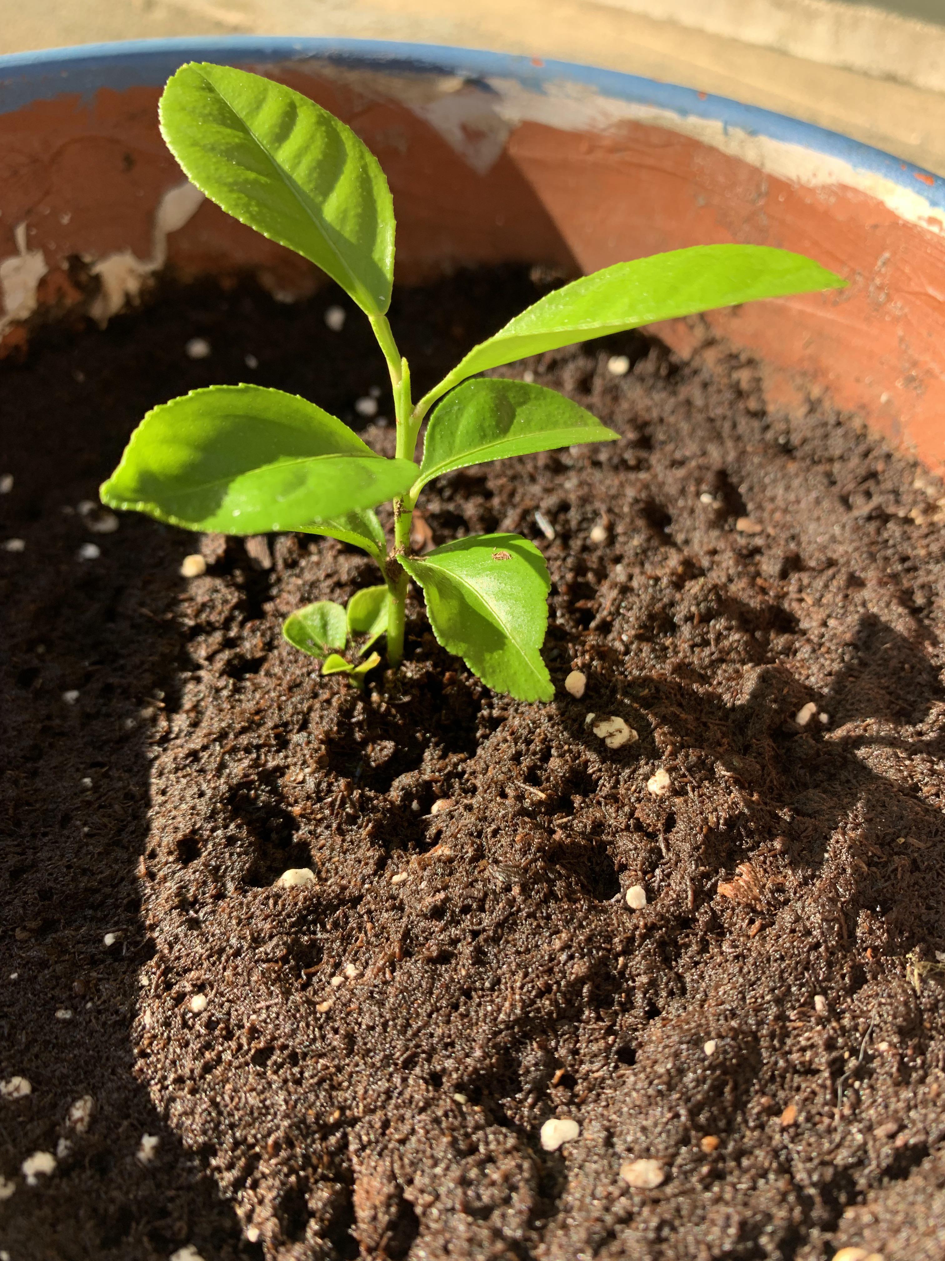 Question y’all, this is my lemon tree sprout! I’m just messing around