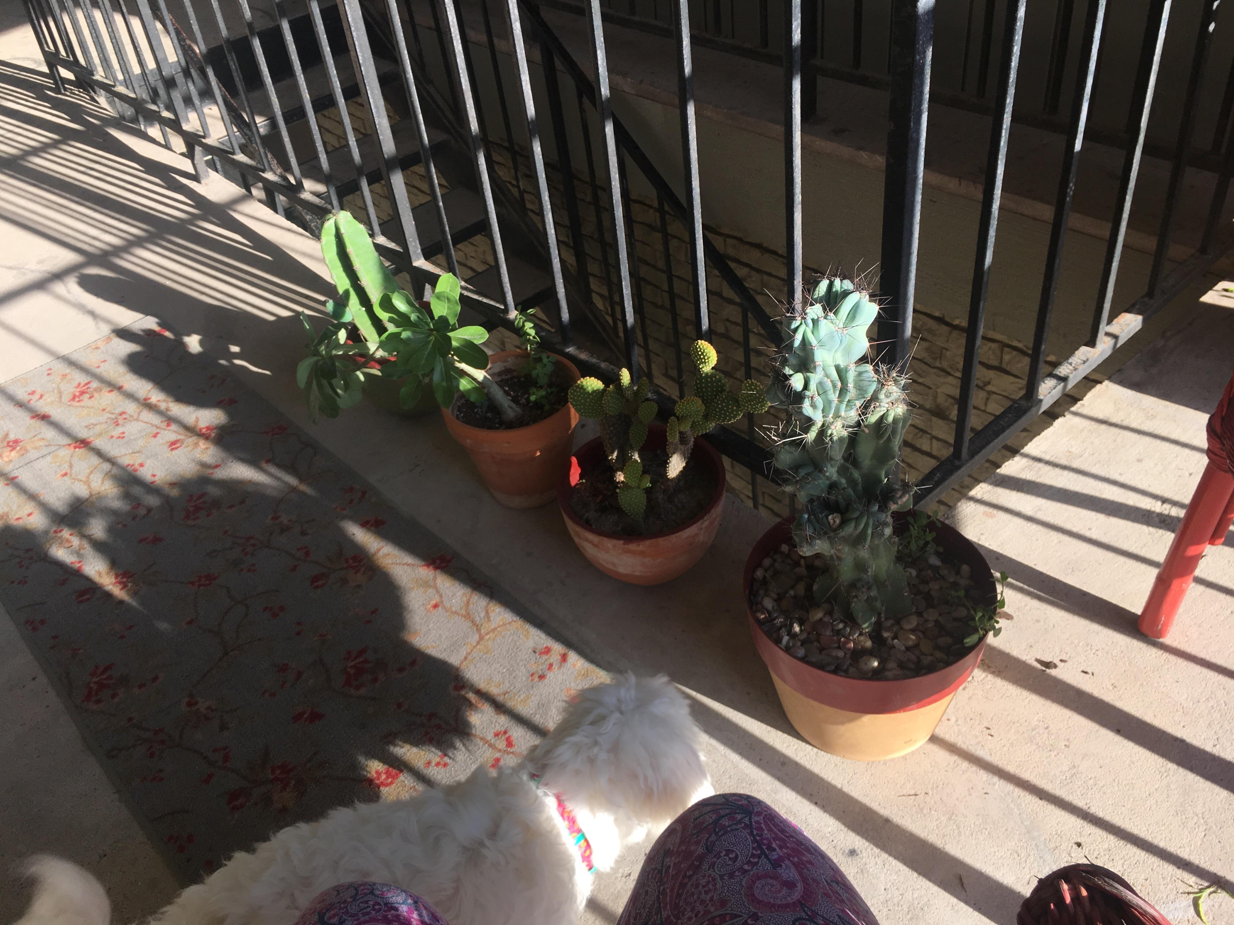 Estate sale haul! Can anyone let me know what I got! r/cactus