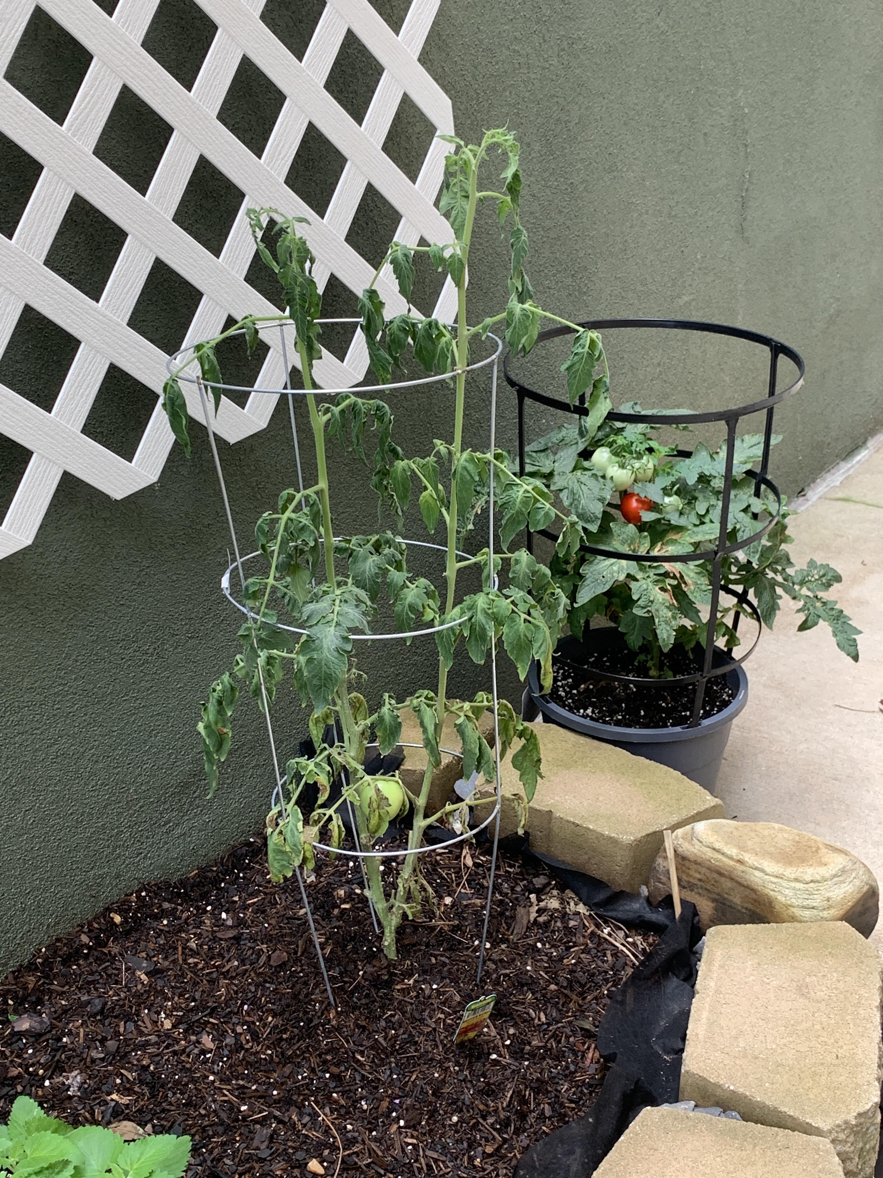How can I help this tomato plant? Zone 8a. ATL. Lots of recent rainfall