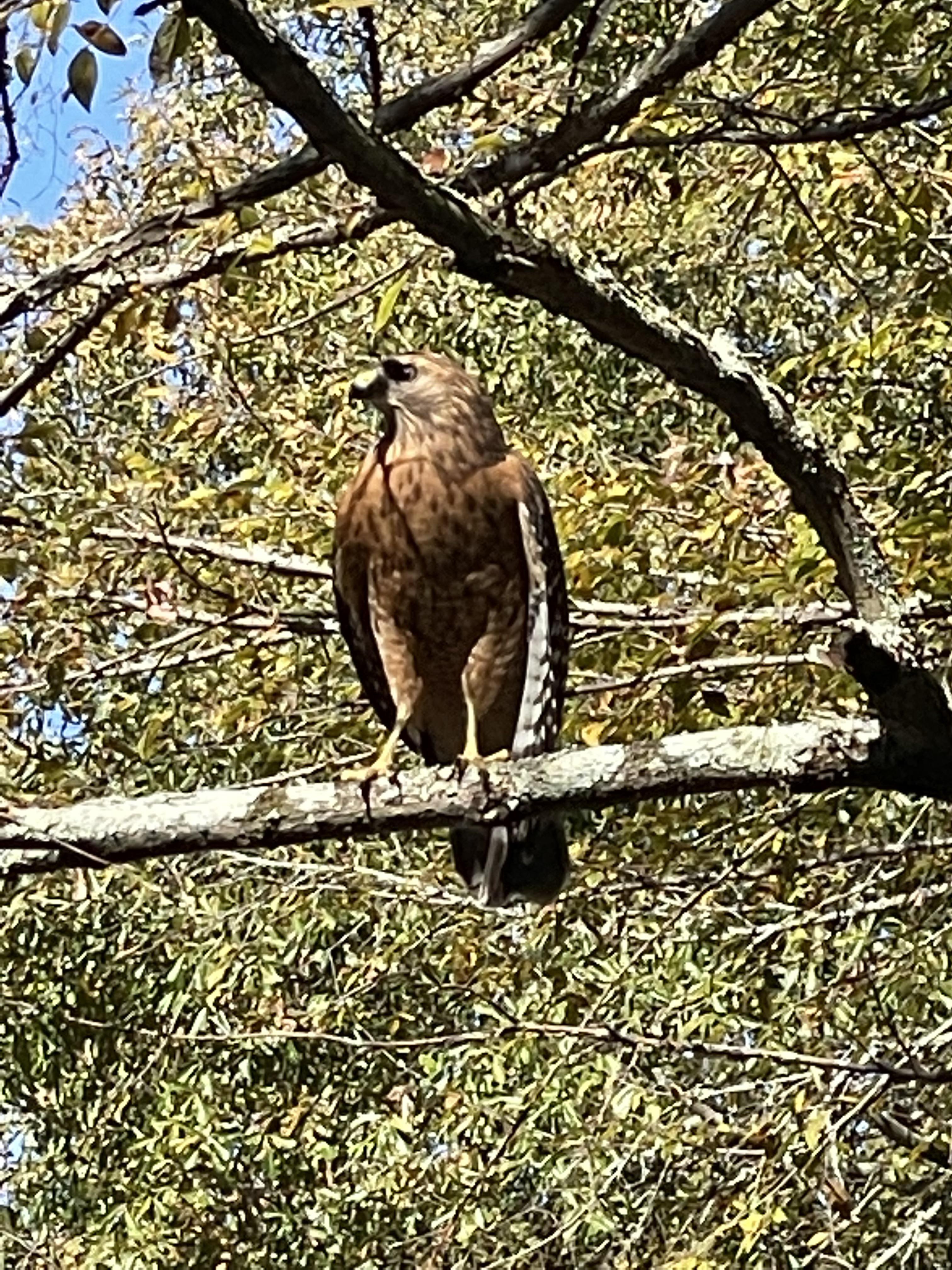 Central Mississippi, seen in June; hawk or falcon? Specific species
