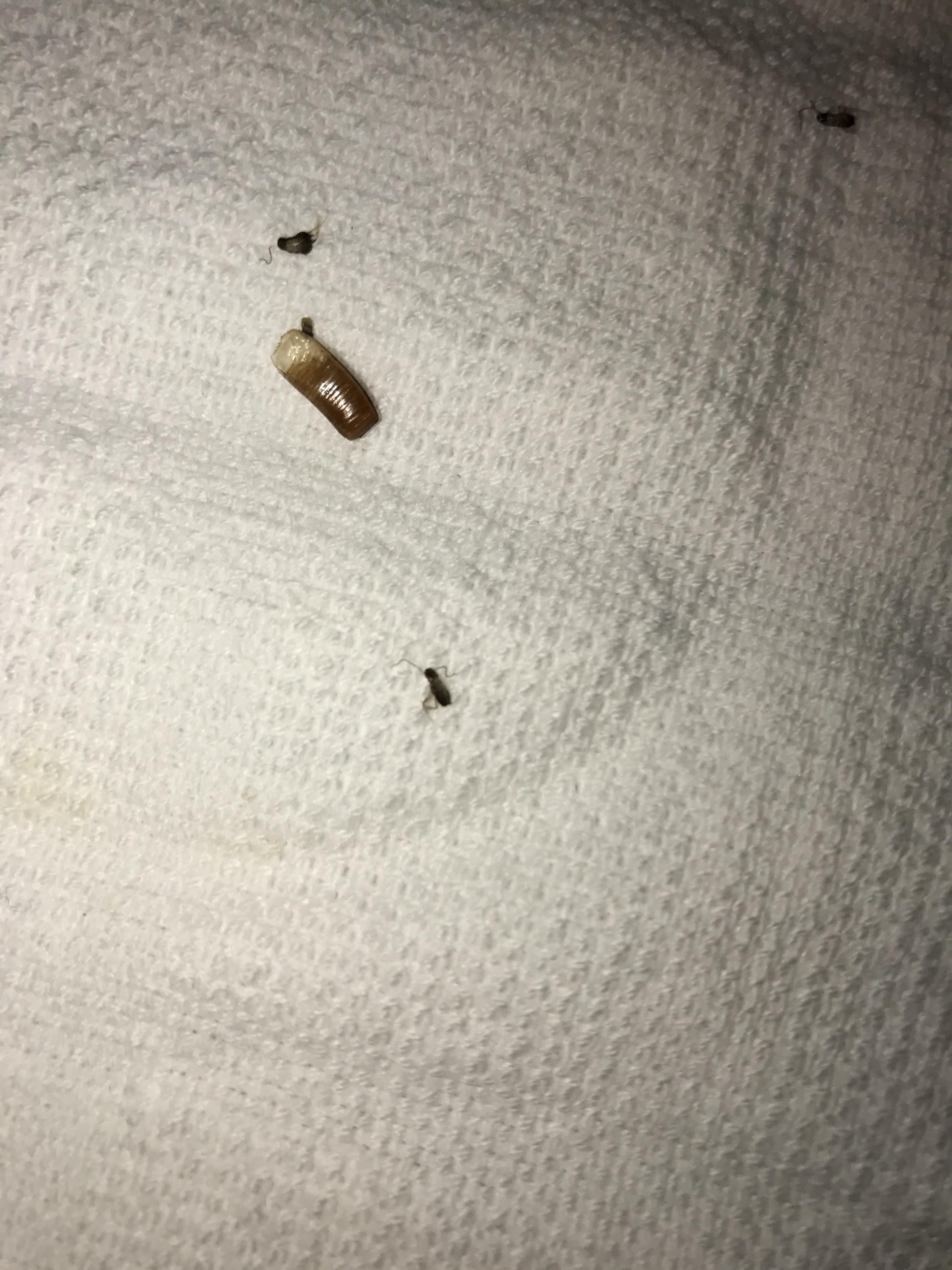 What are these bugs? Found 2 dozen of them crawling on the countertop