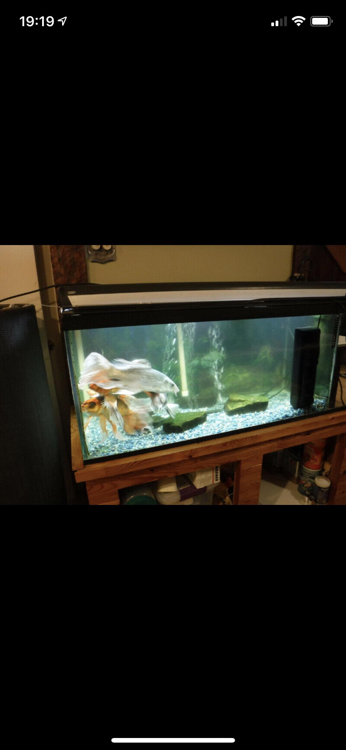 Koi fish... in a 60 gallon. The owner of the craigslist post says the