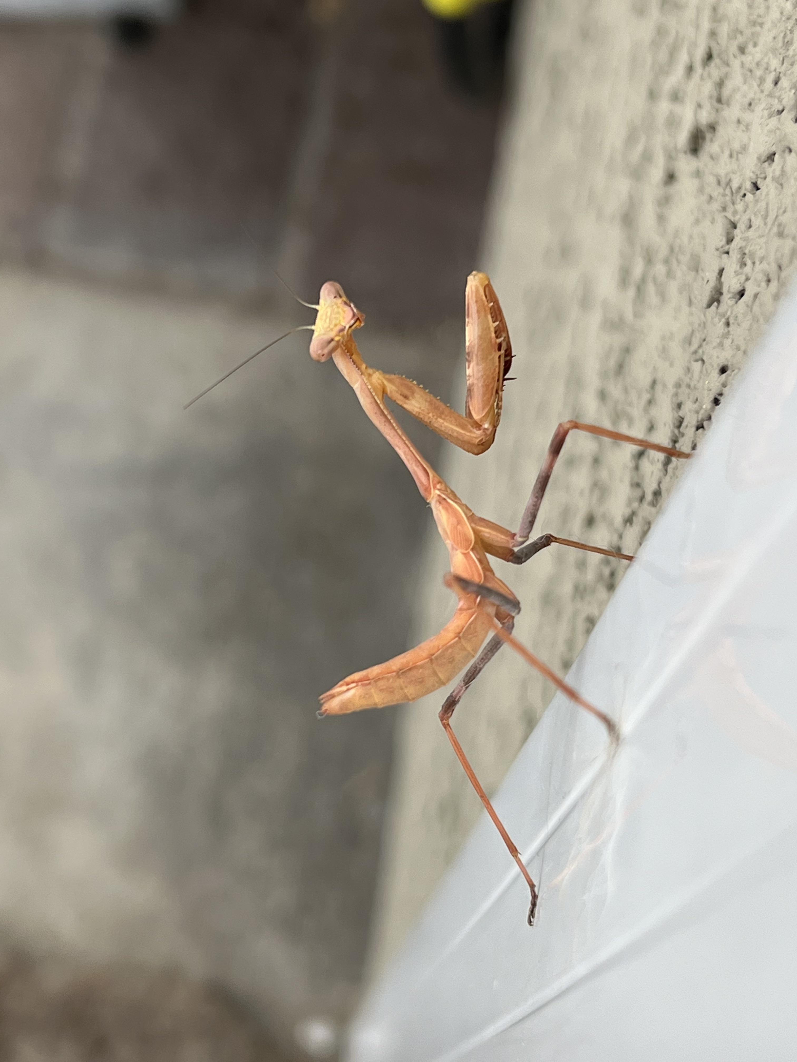 Orange praying mantis in my backyard r/mildlyinteresting