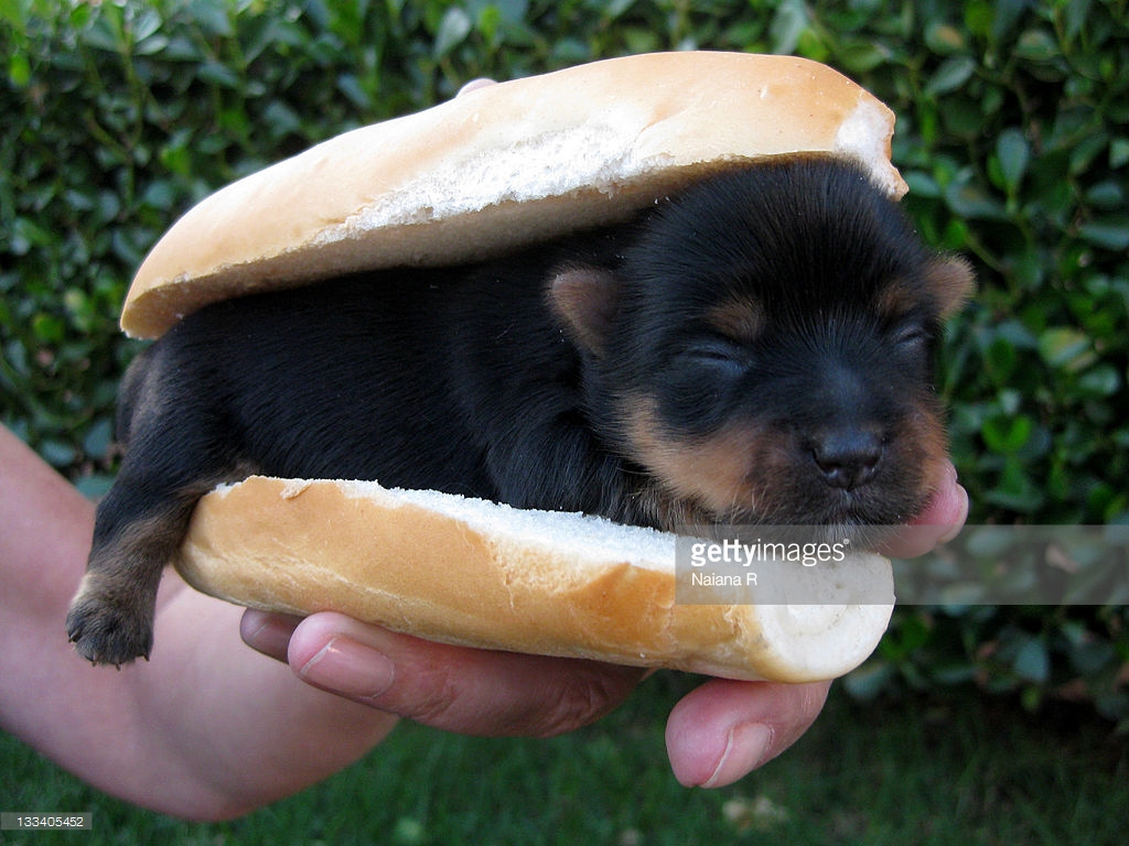 Cute puppy in the bread loved it r/aww