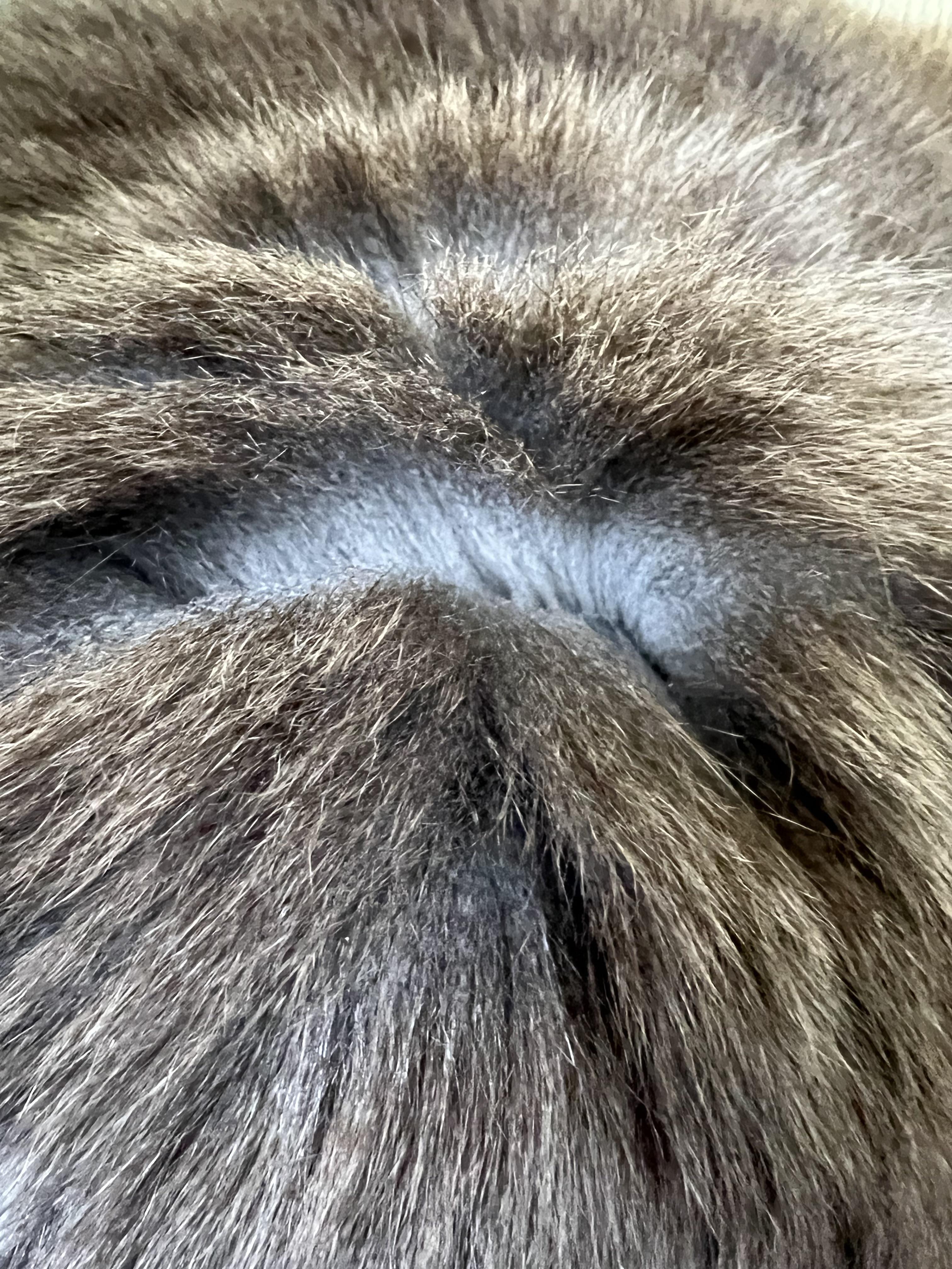 My grey cat's fur when stuck together after she grooms herself r