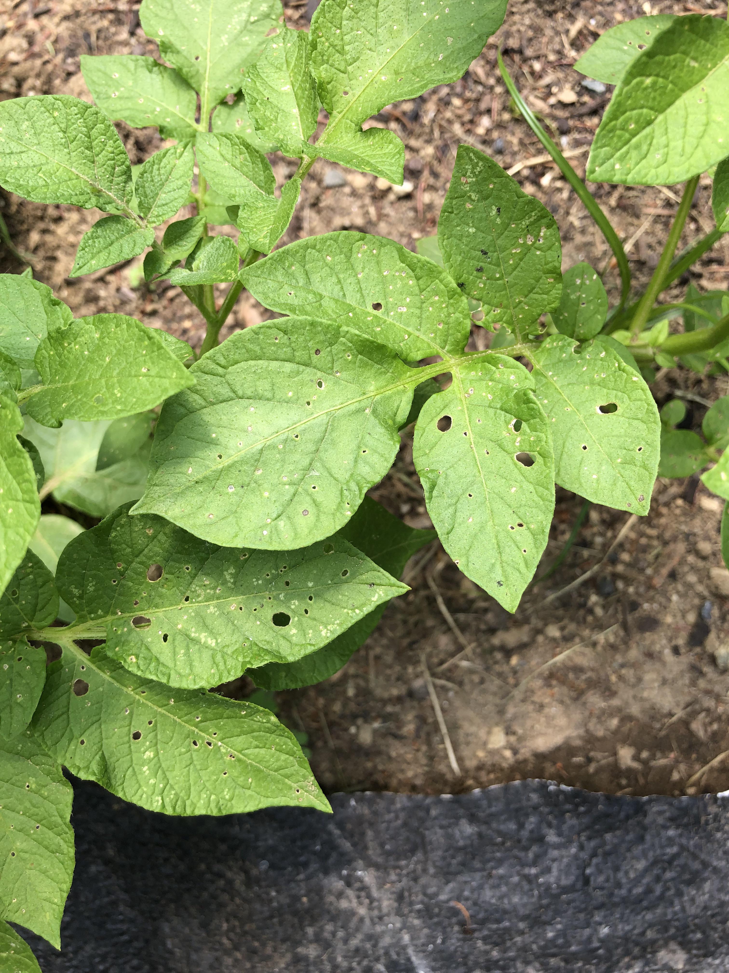 What’s eating my potato leaves (And other various foliage in the garden