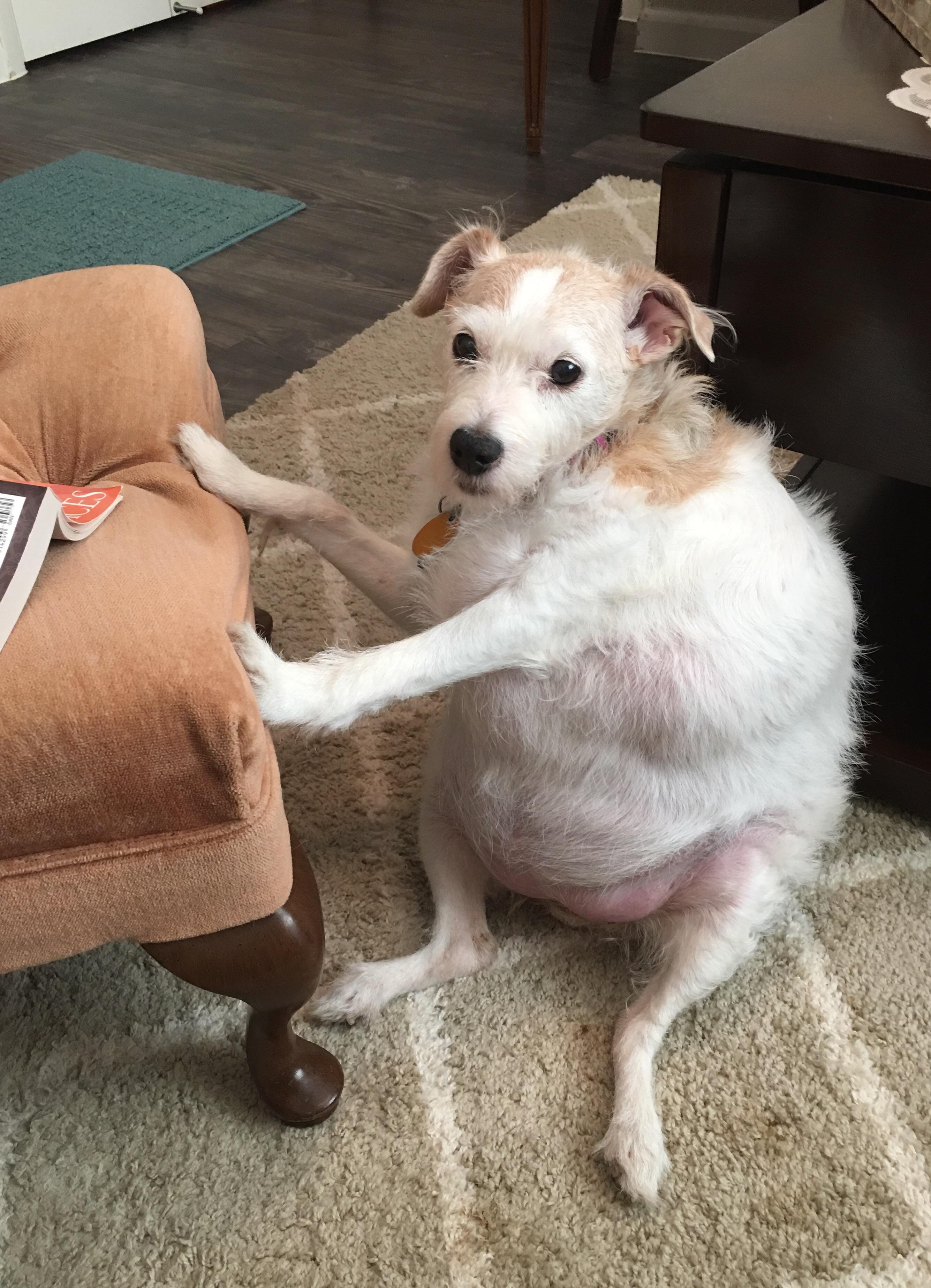 My mother’s 14 year old jack russell, Pumpkin r/fatdogs