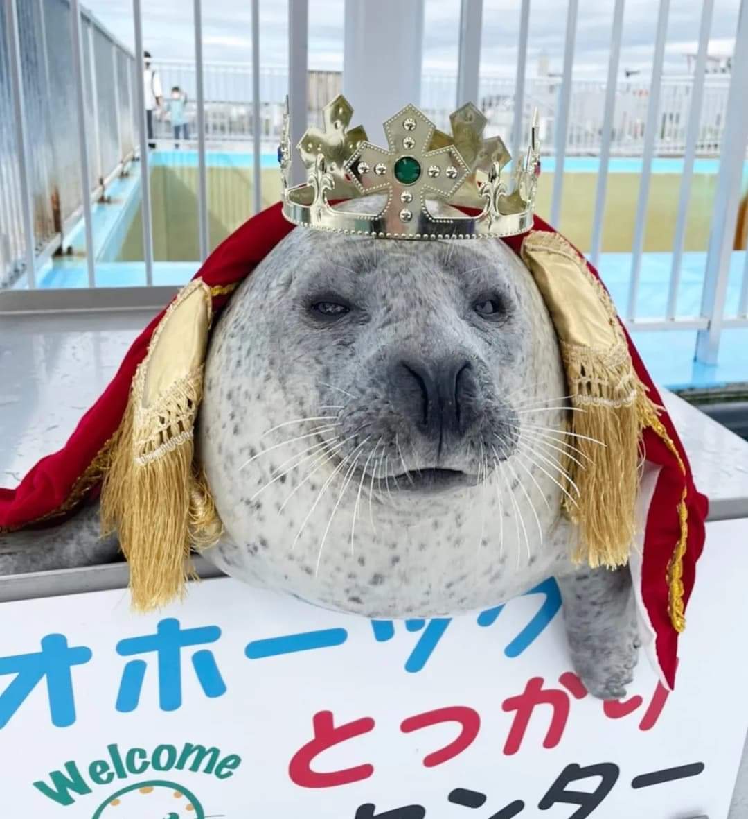 king seal is real r/seals