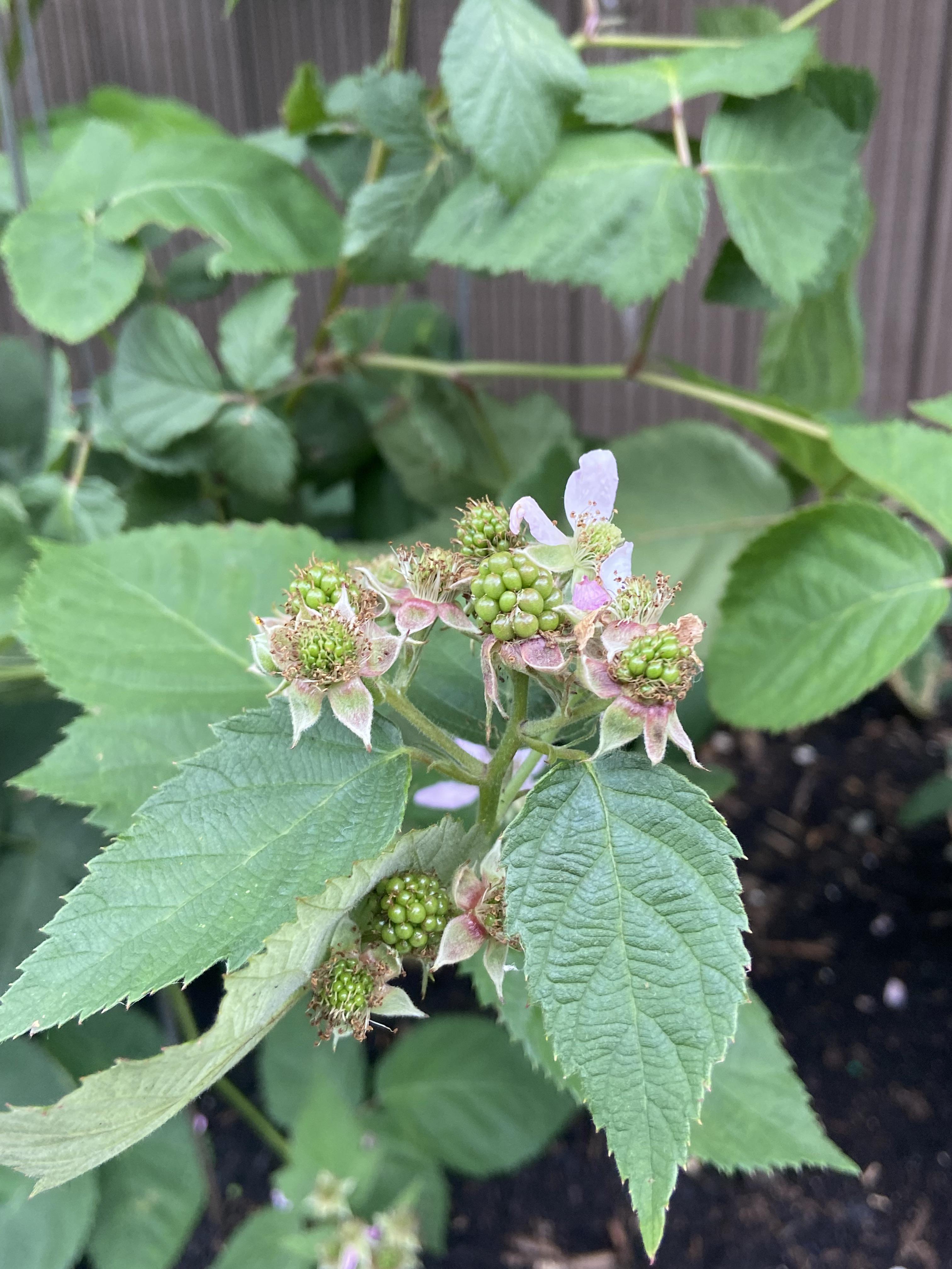 my cute baby blackberries r/garden