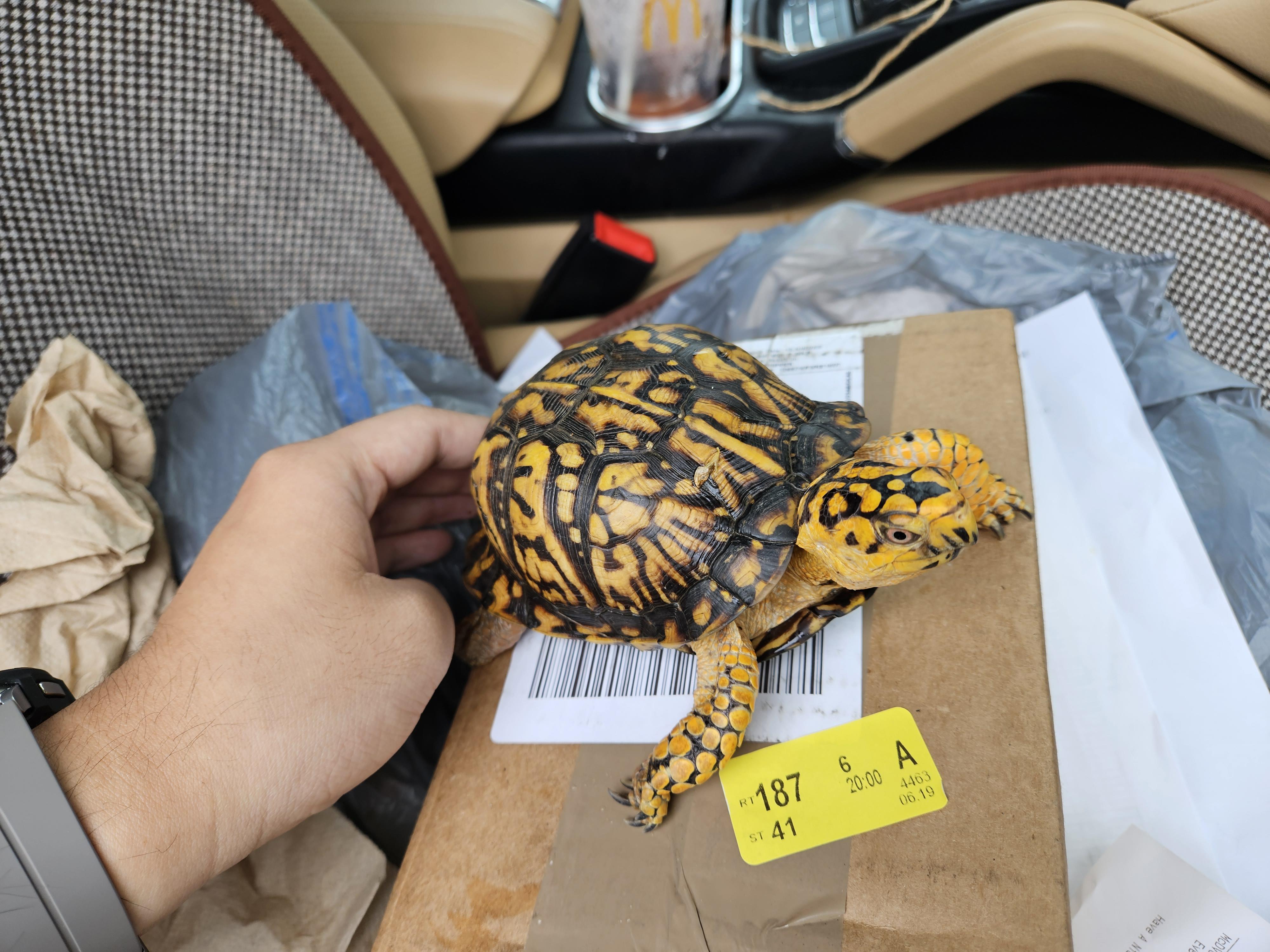 Found tortoise in the middle of a highway r/tortoise