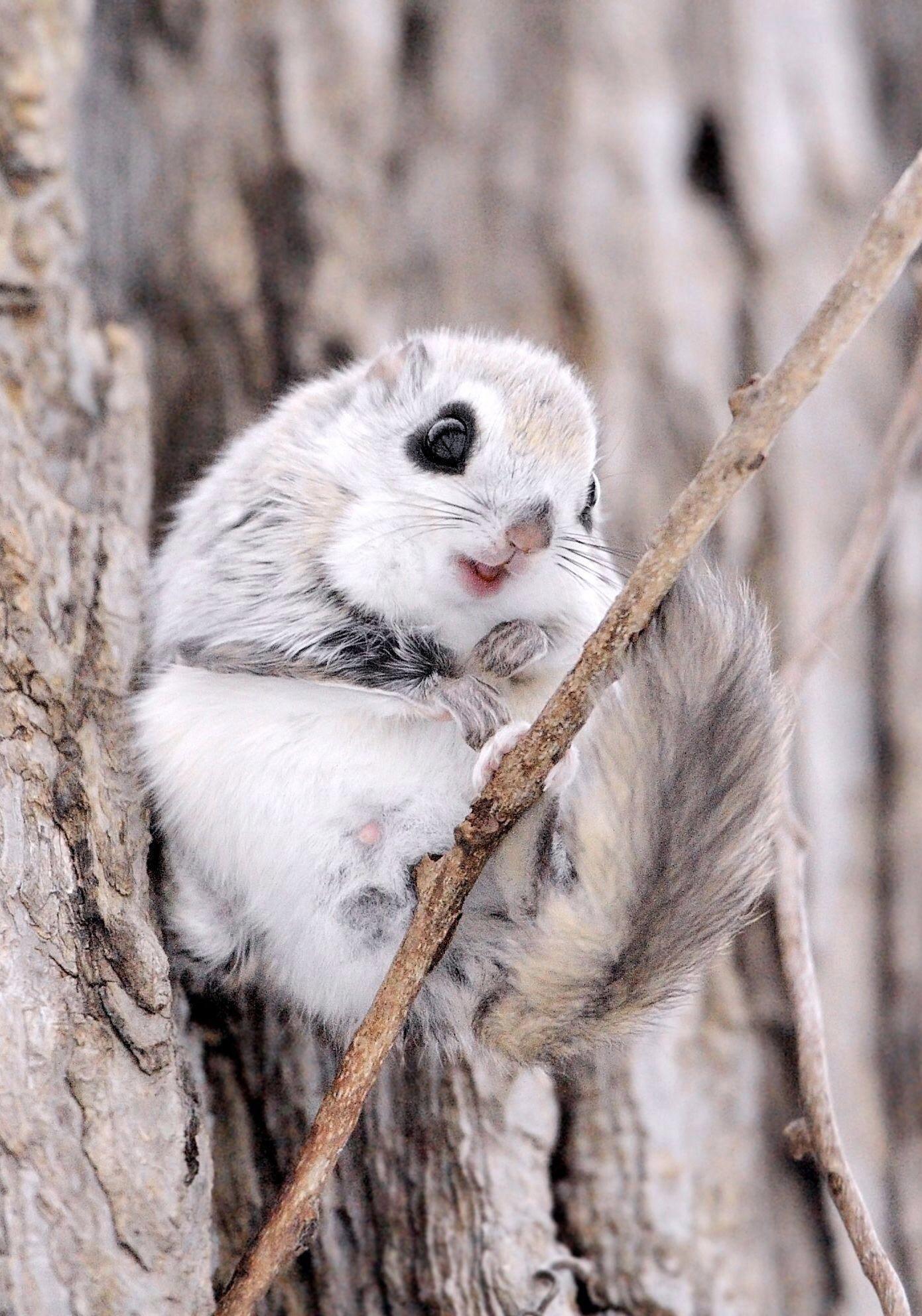 The Siberian Flying Squirrel’s diet consists of leaves, seeds, cones