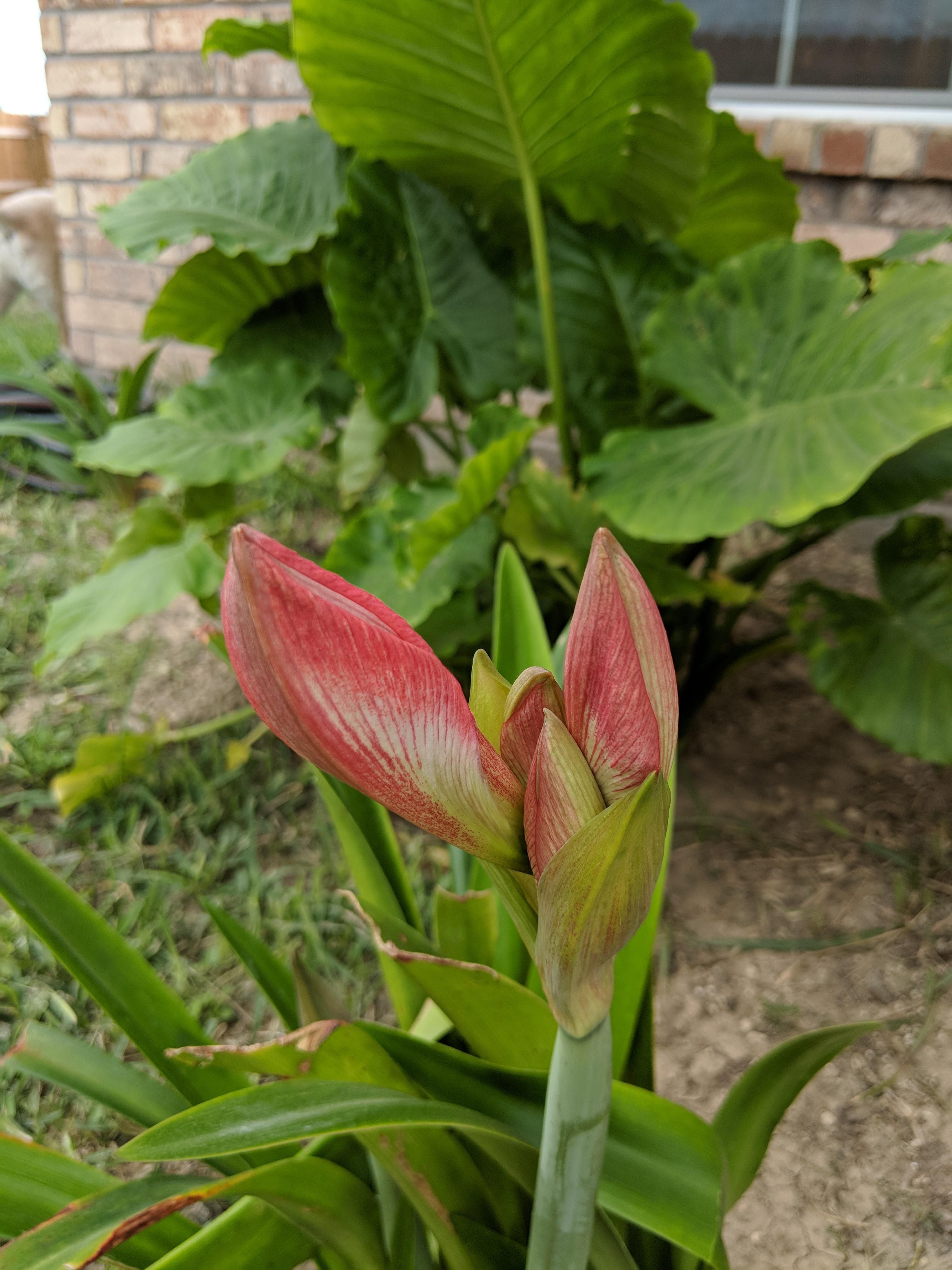 My lilies are getting ready to bloom 😍 r/gardening