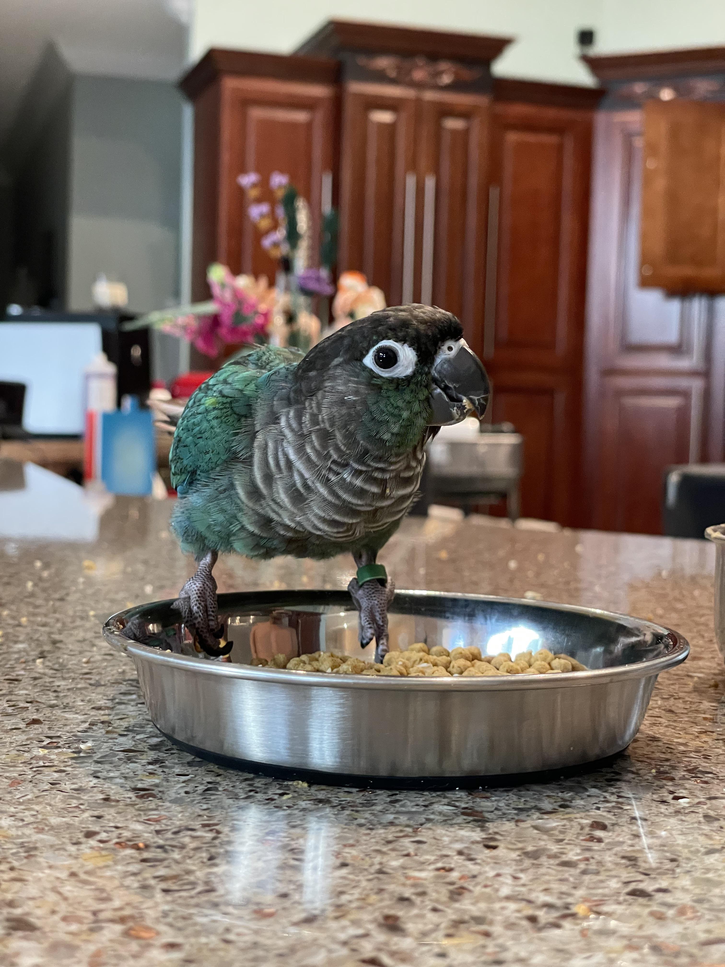 All birds are special, but what is your favorite species that you have