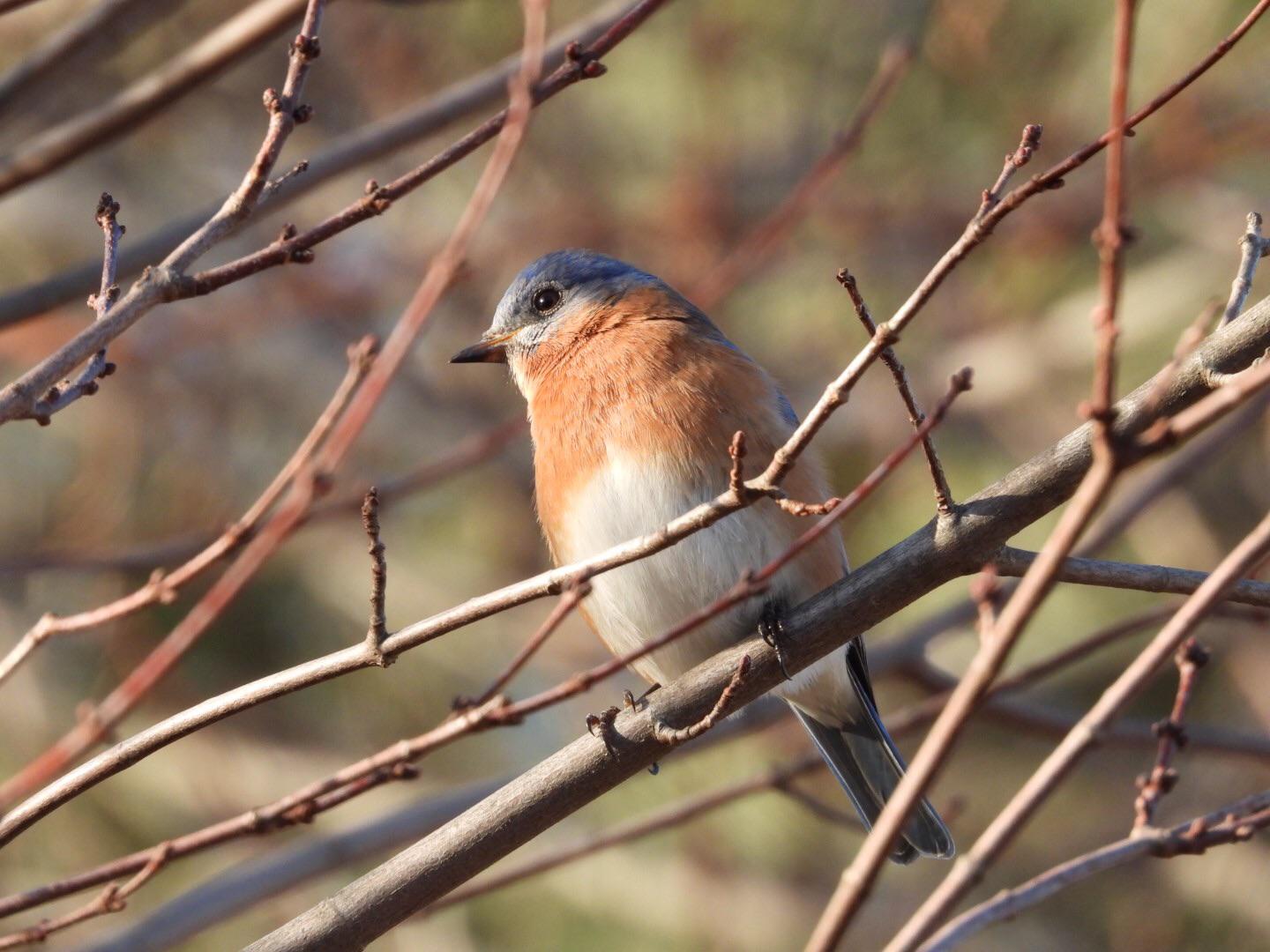 Eastern Bluebird (Massachusetts) r/birding